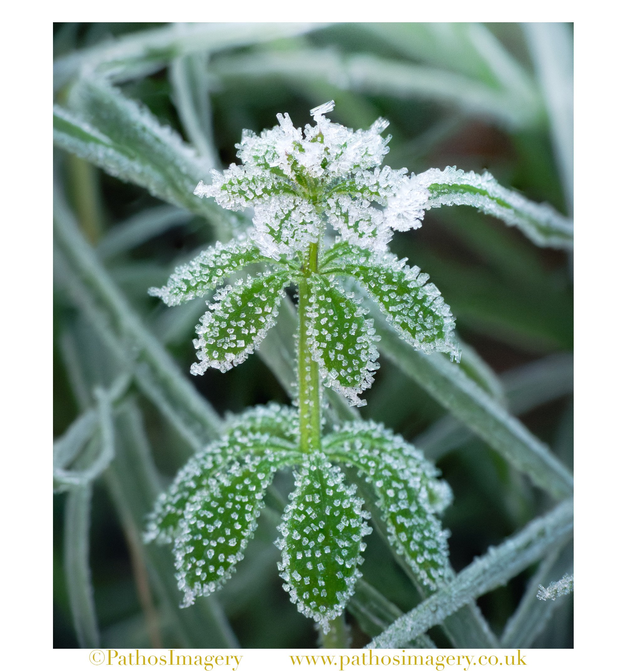 A Sprinkle Of Frost