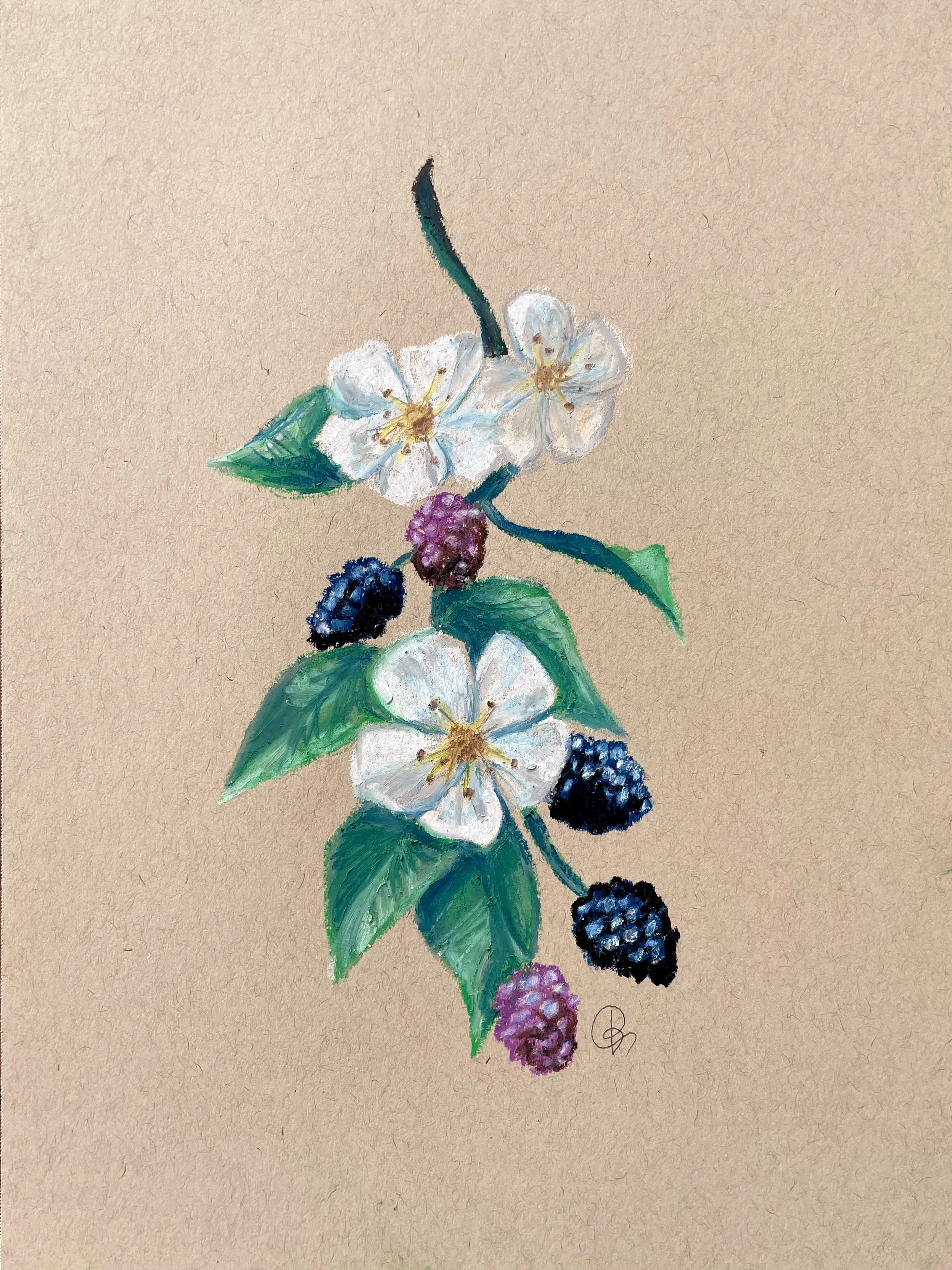 Blackberries in Bloom