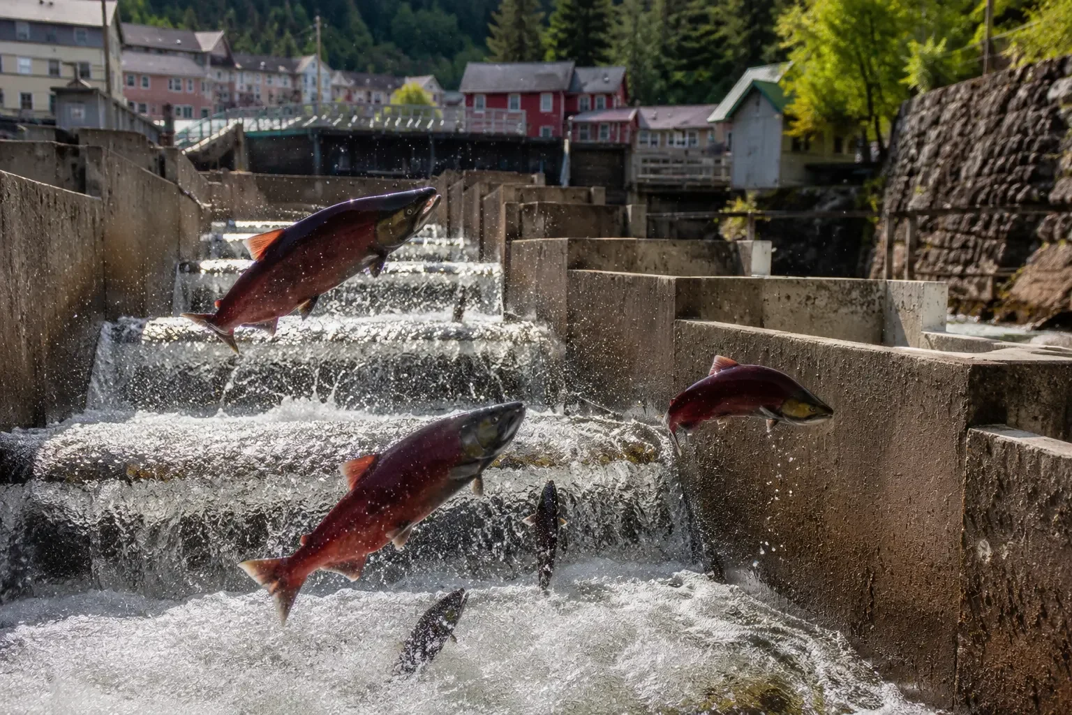 Ketchikan salmon ladder fish viewing