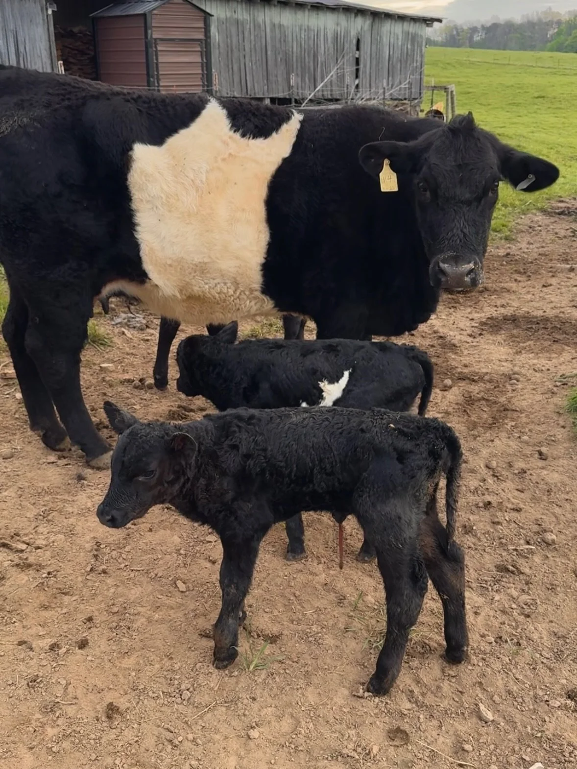 One of my cows had twins last night 🐮🐮

&bull;

&bull;

&bull;

#cows  #farmlife #christianity #cattle