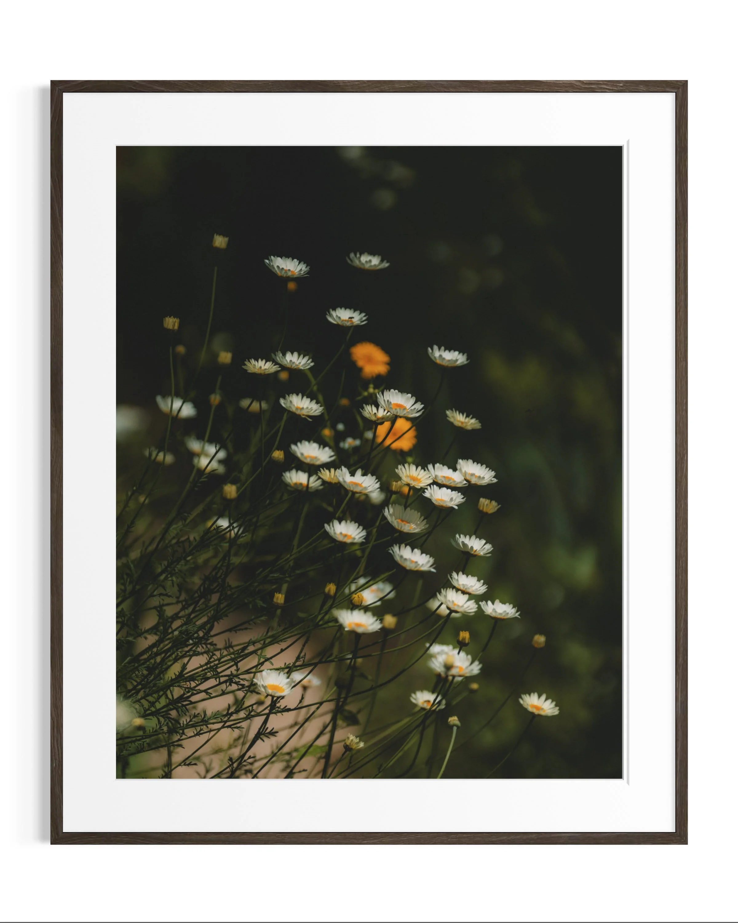 Giverny, in bloom · 15