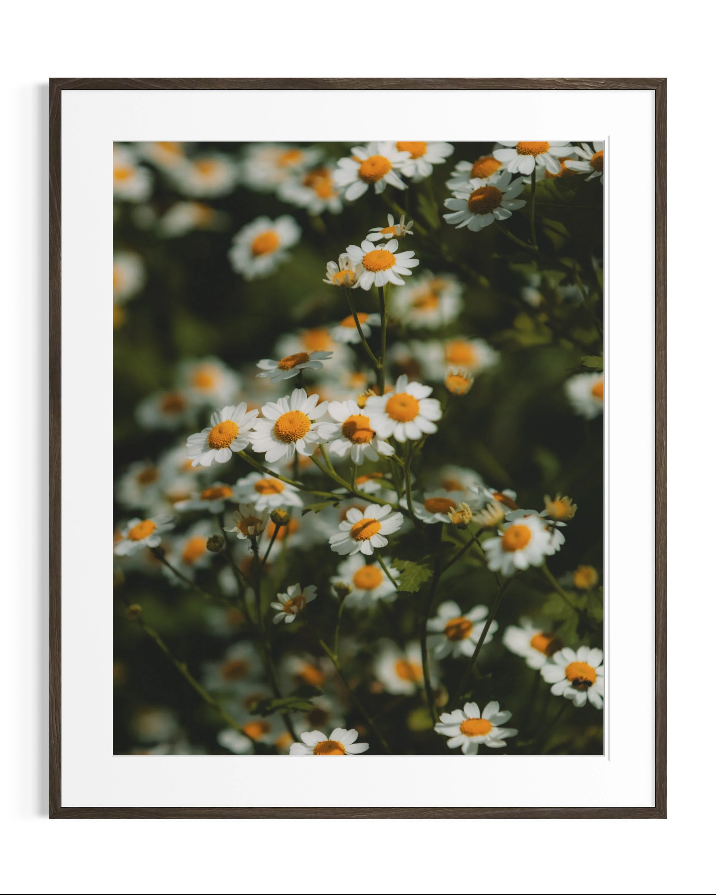 Giverny, in bloom · 20