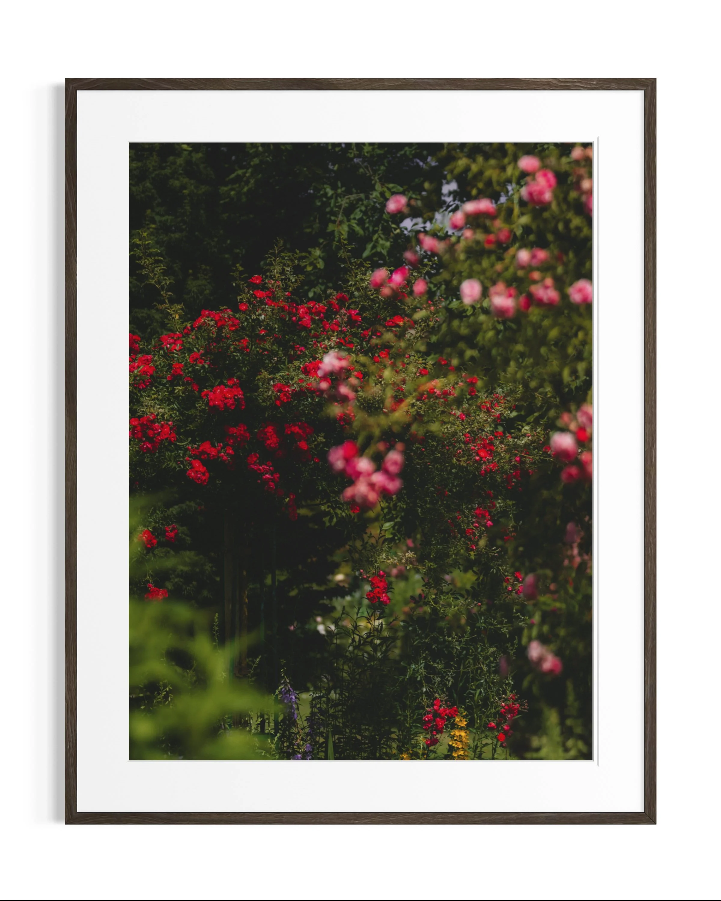 Giverny, in bloom · 6