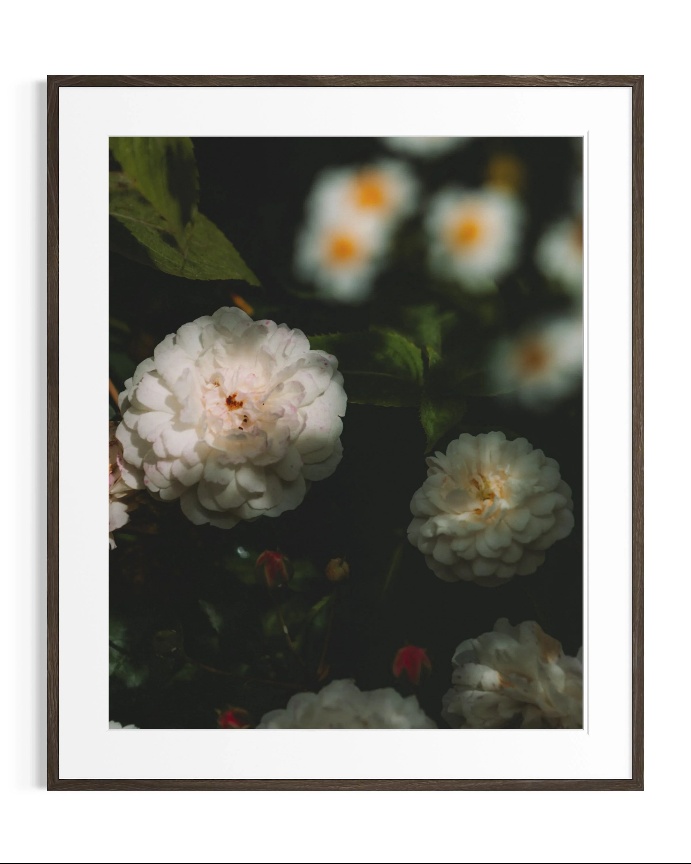 Giverny, in bloom · 19