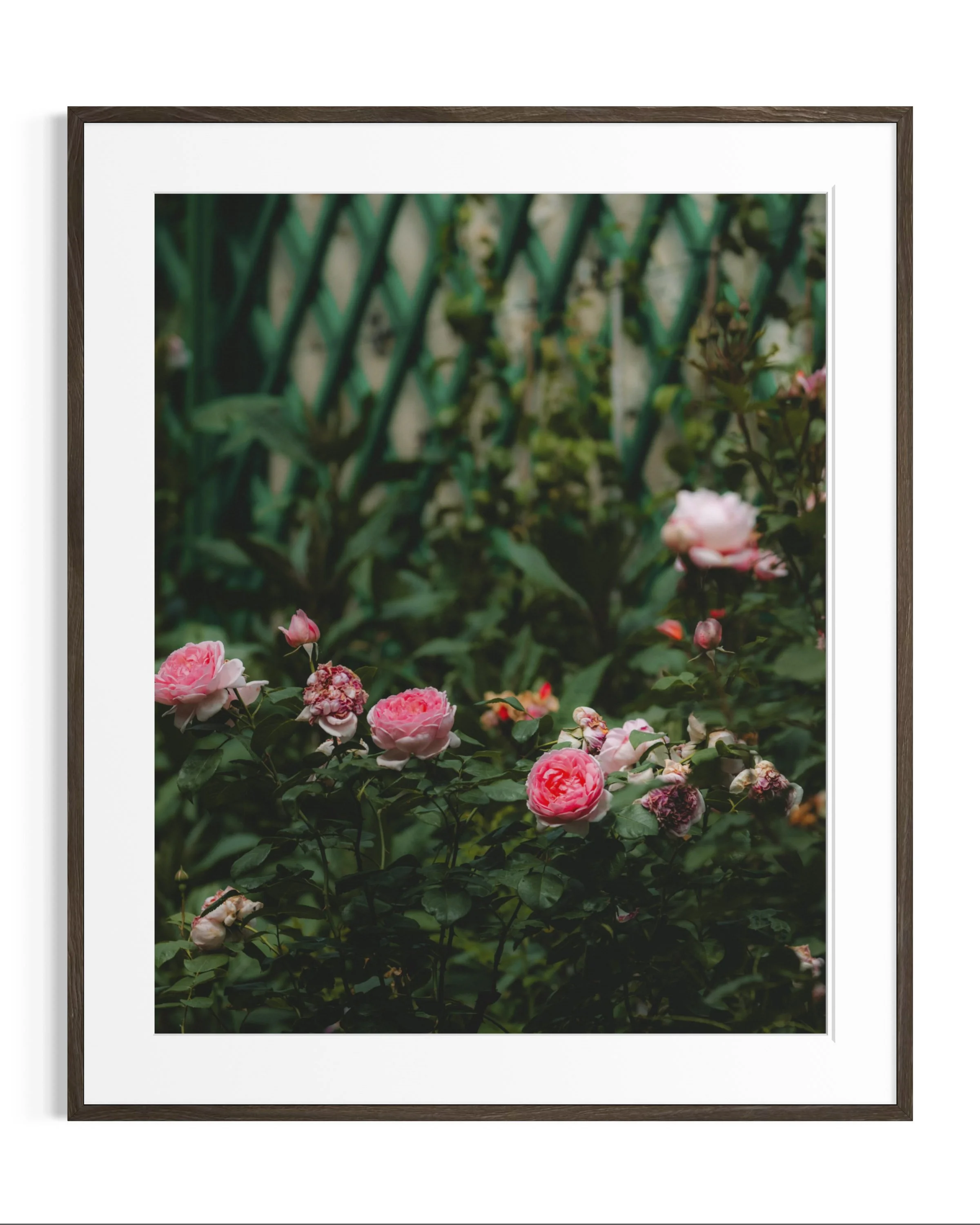 Giverny, in bloom · 18