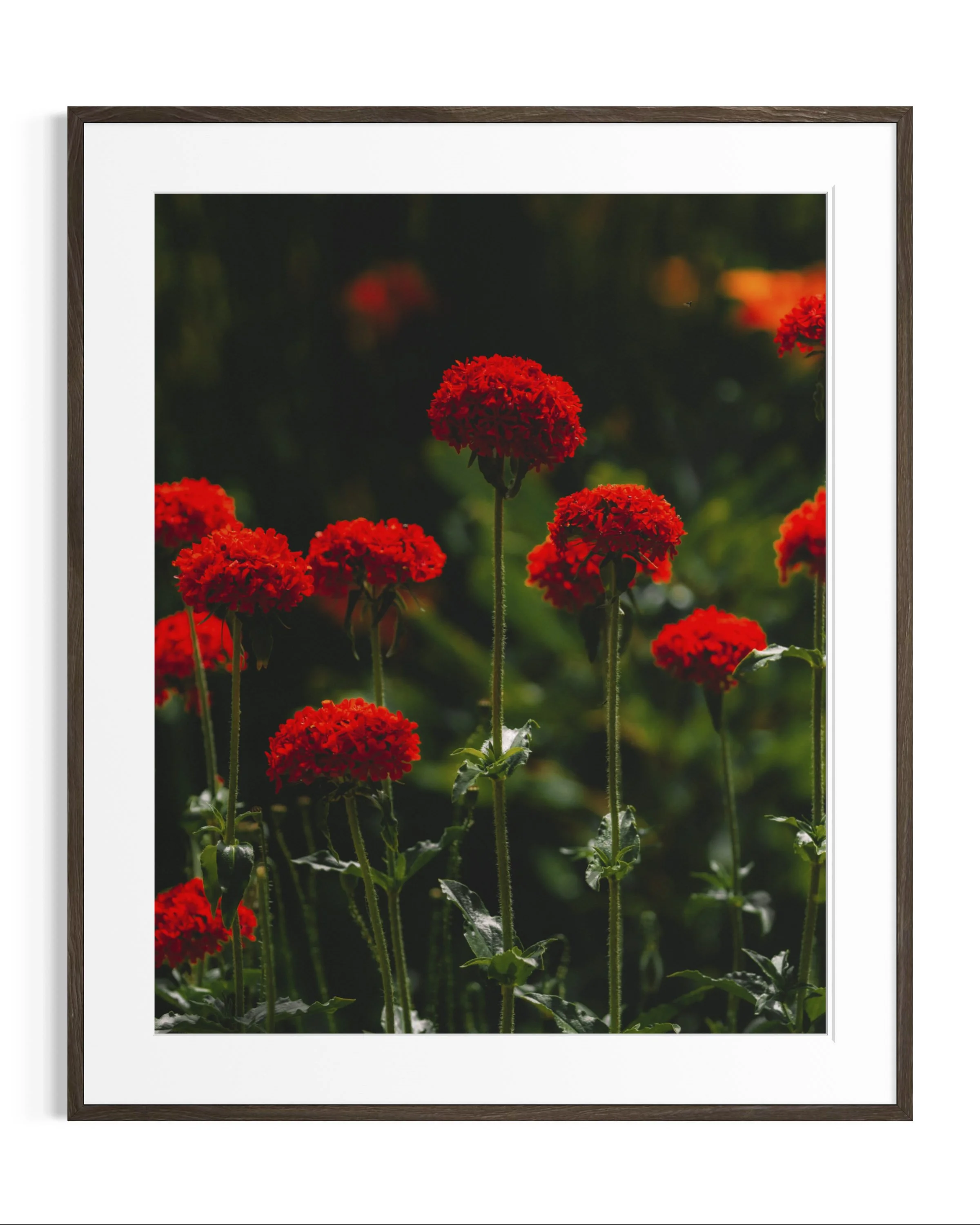 Giverny, in bloom · 7