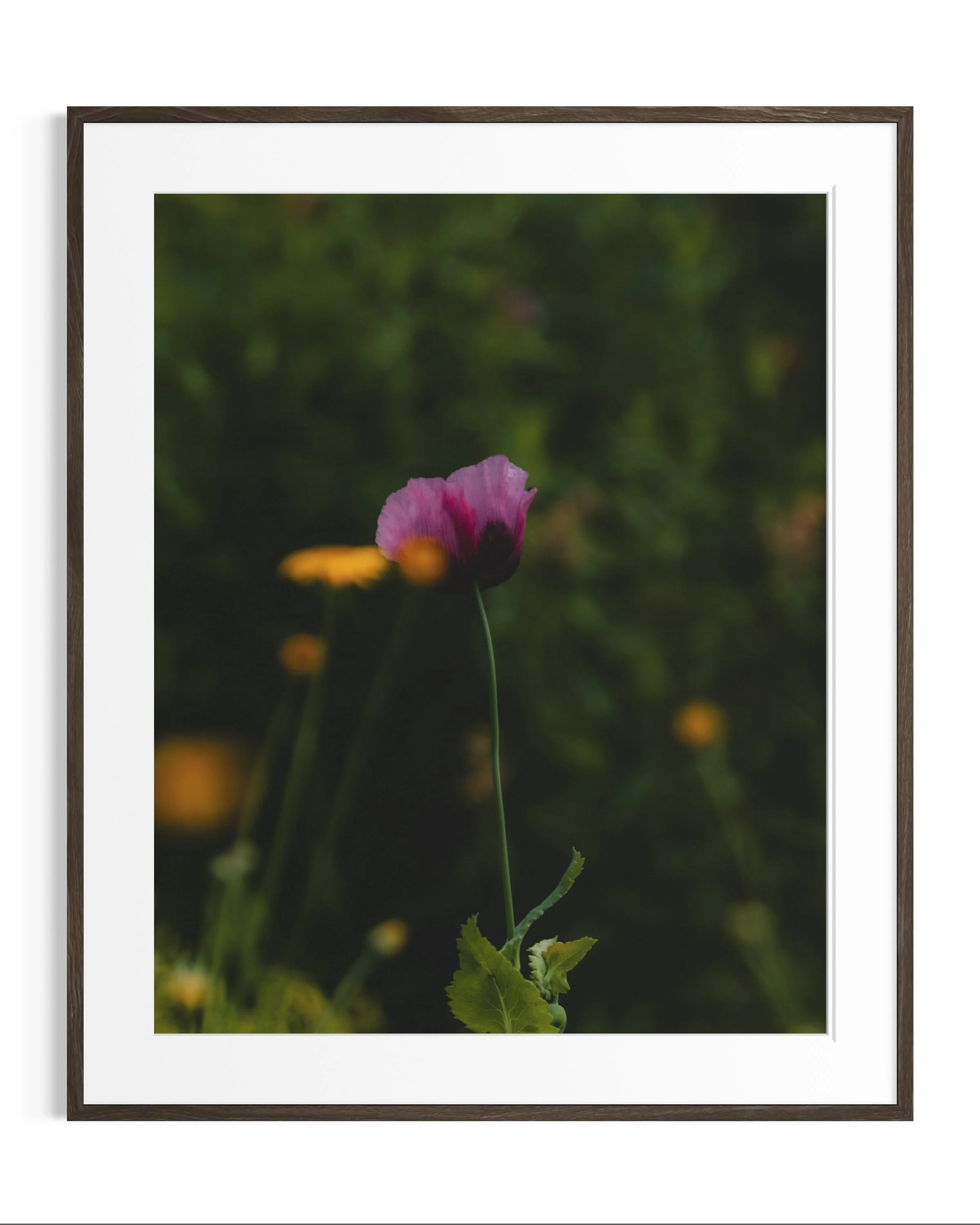 Giverny, in bloom · 13