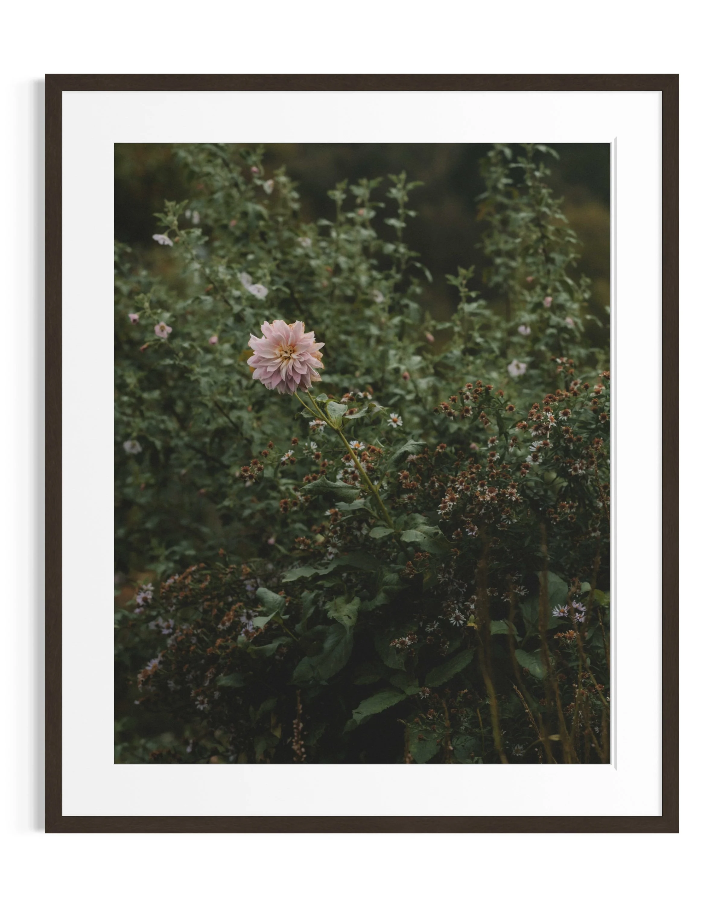 Giverny in amber tones · 26