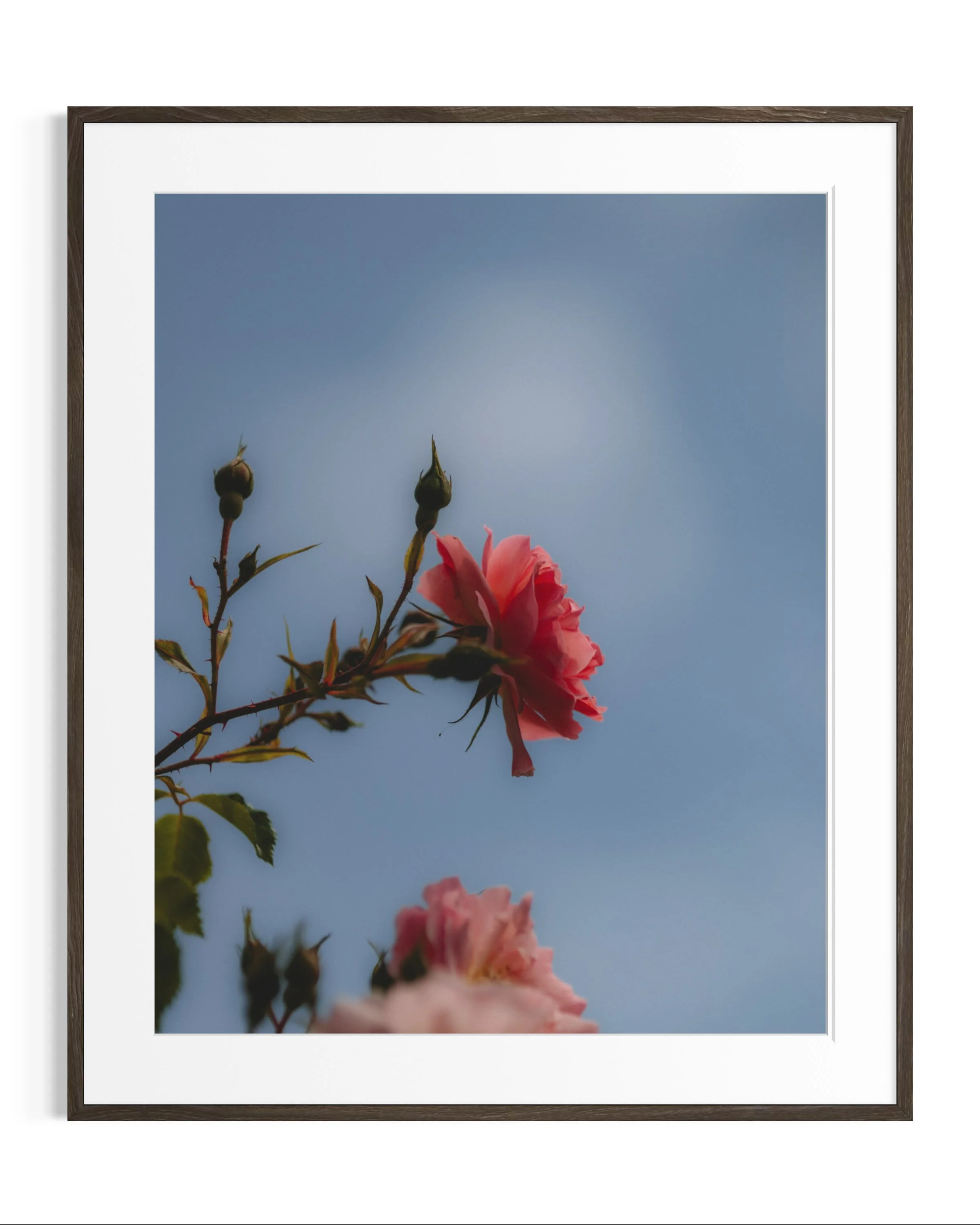 Giverny, in bloom · 11