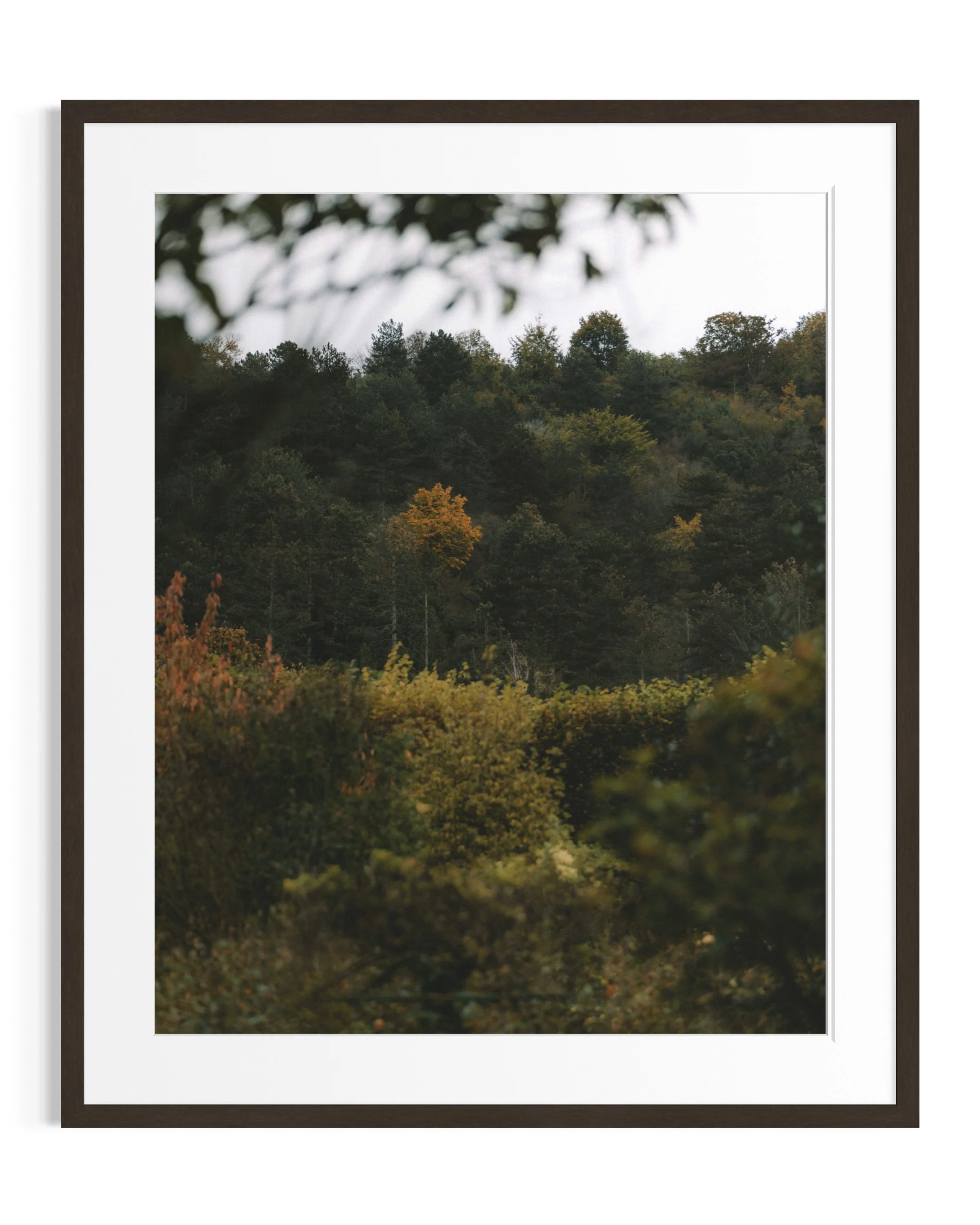 Giverny in amber tones · 24