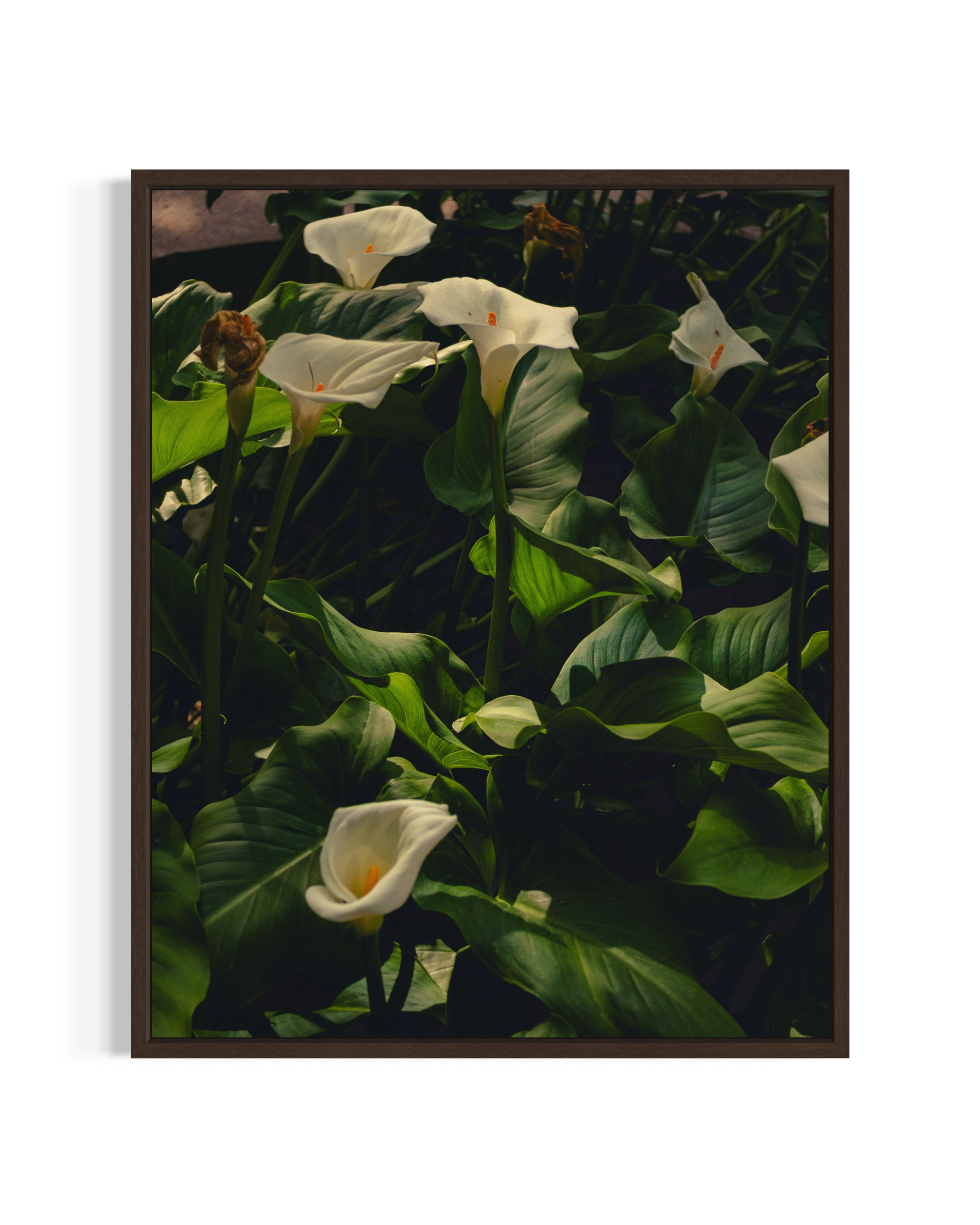 Botanical Studies