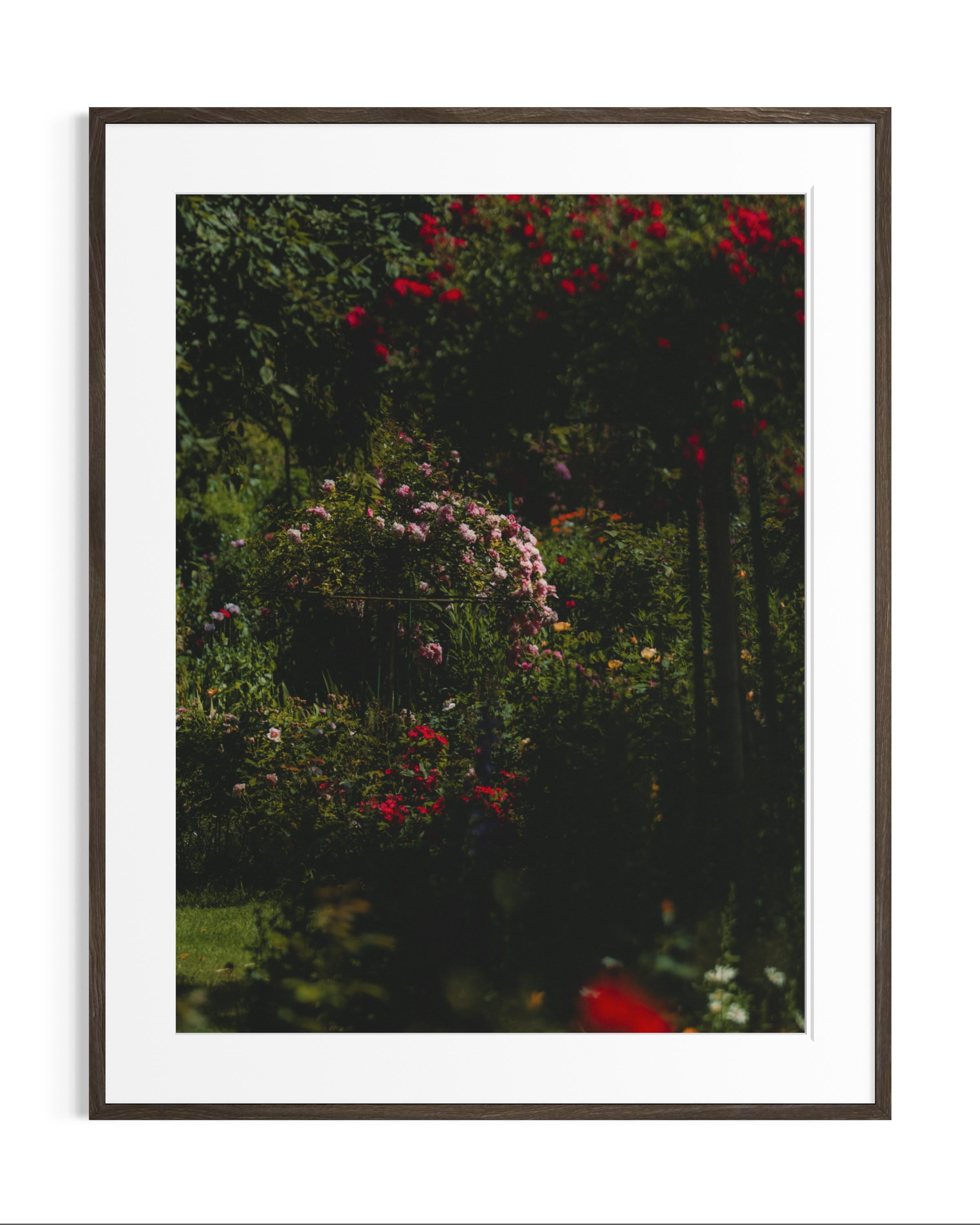 Giverny, in bloom · 1