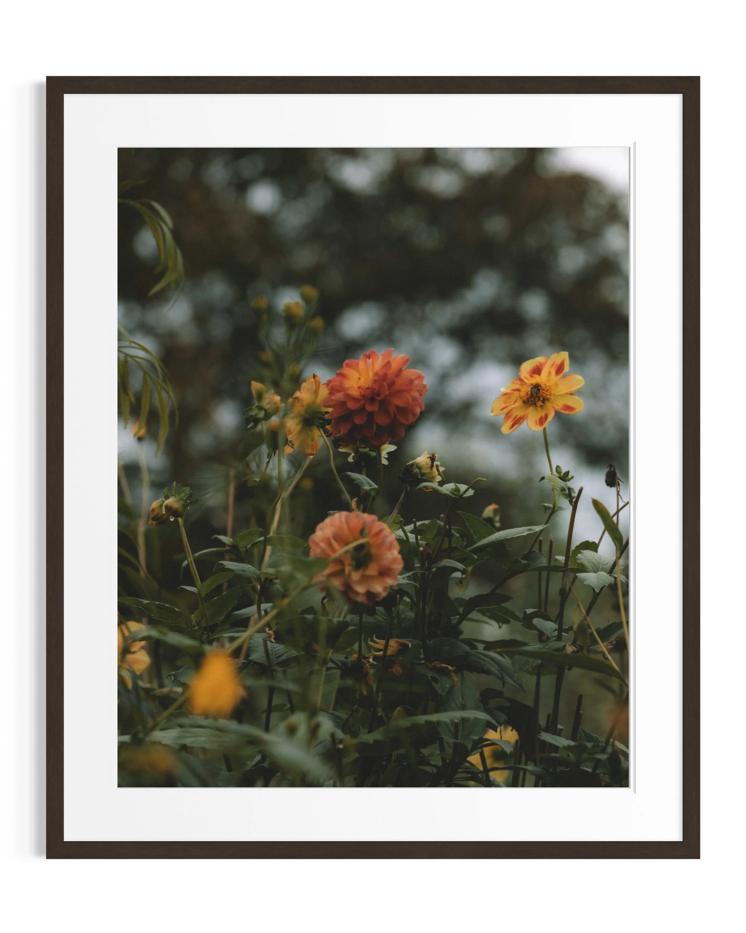 Giverny in amber tones · 27