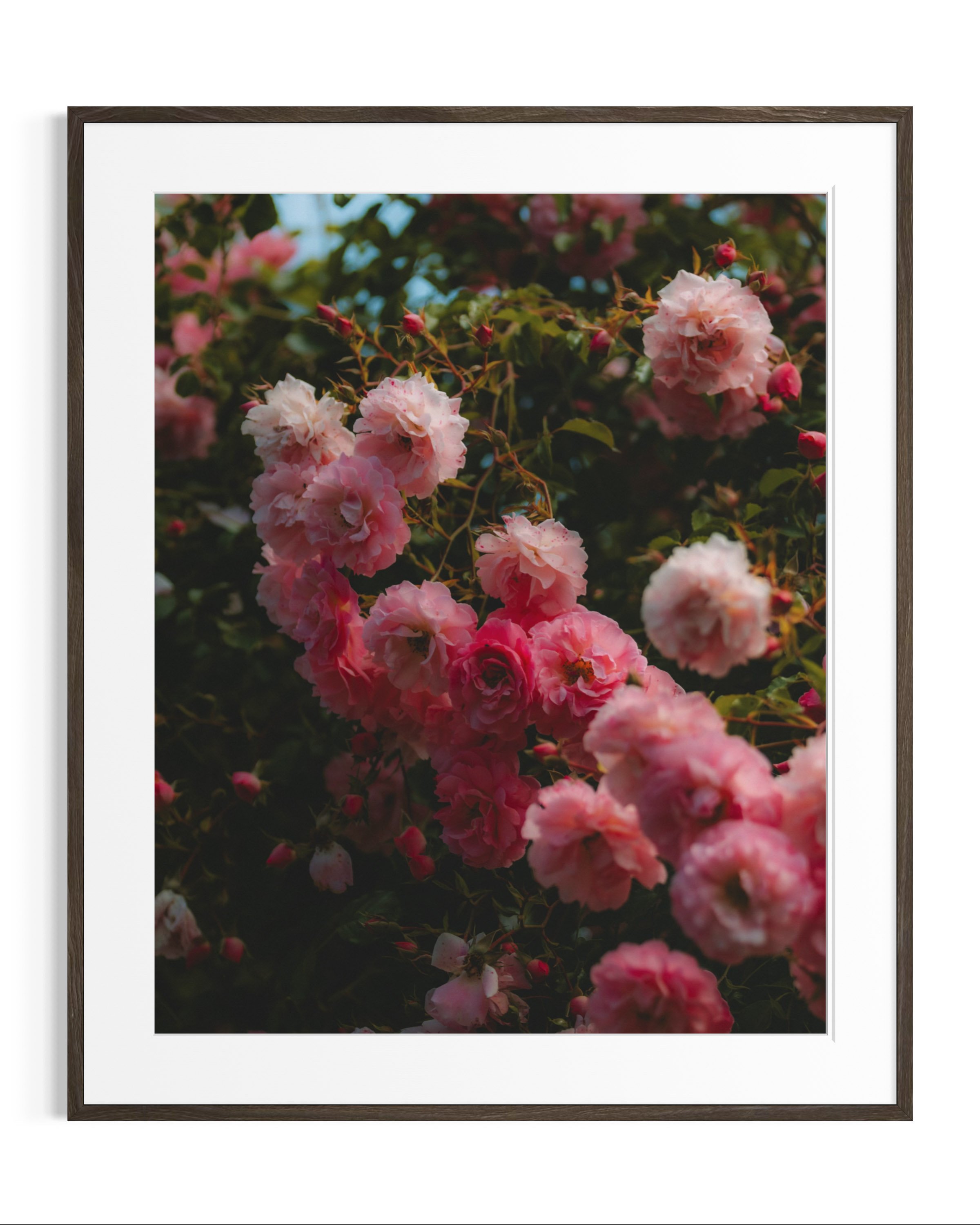 Giverny, in bloom · 10