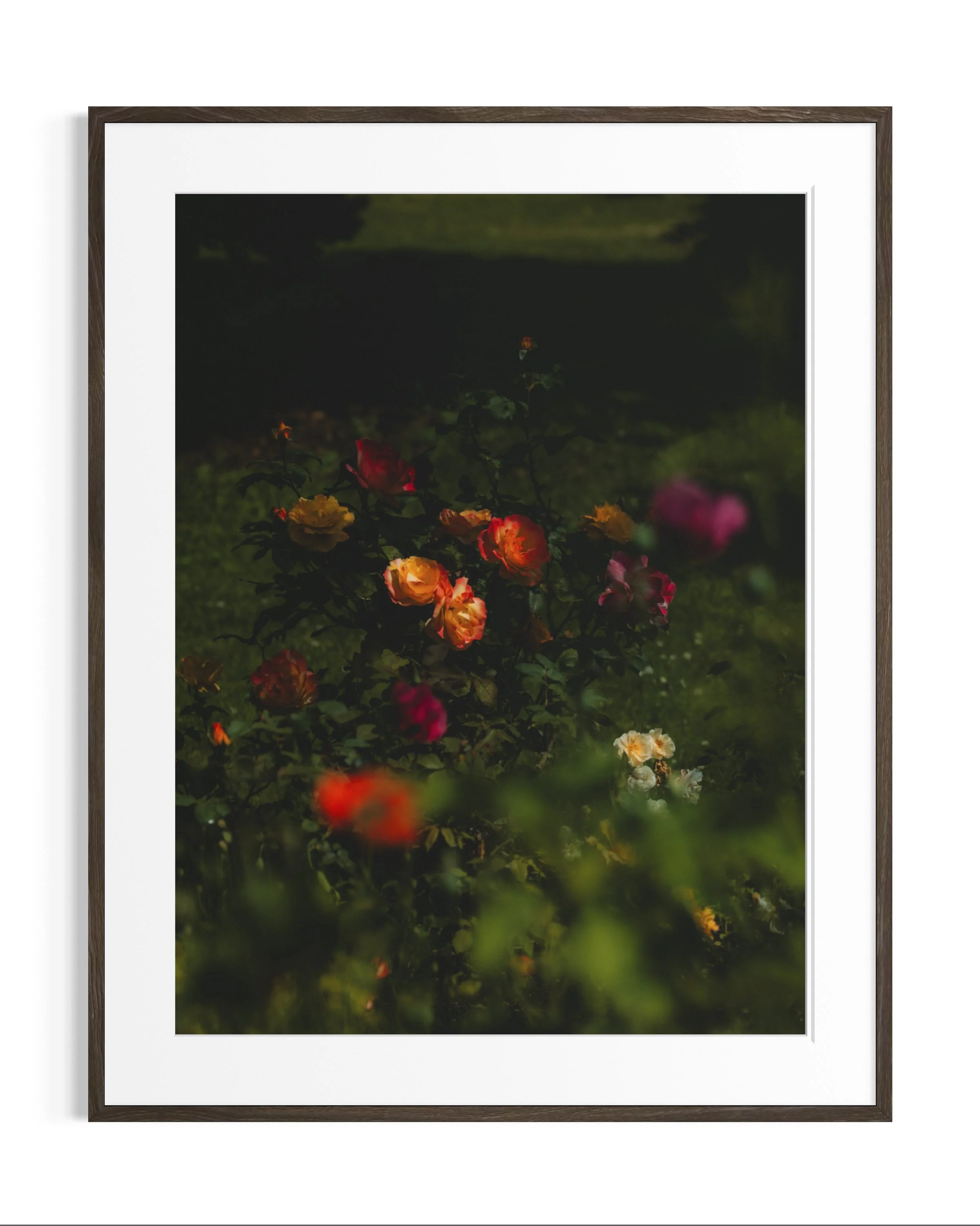 Giverny, in bloom · 2