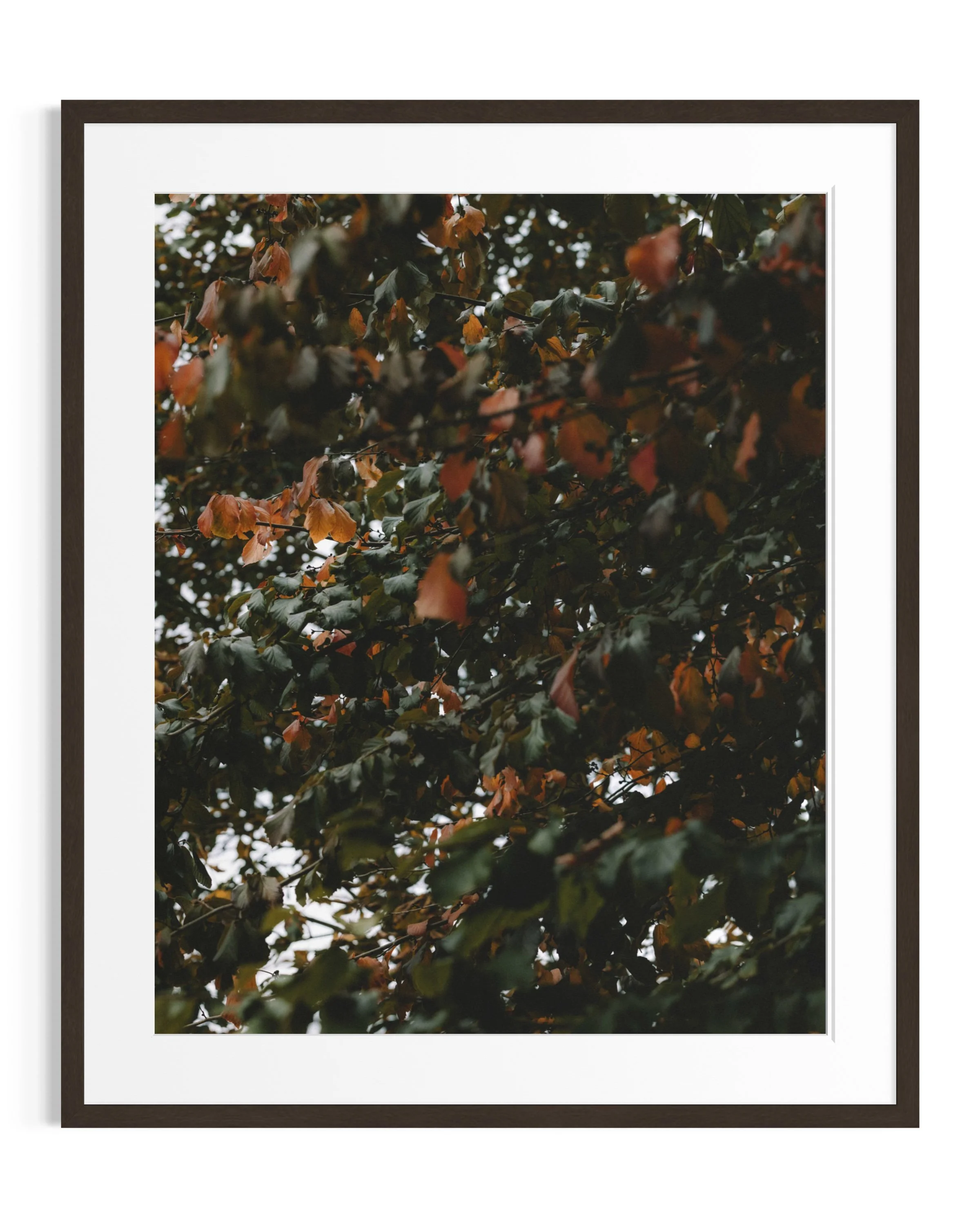 Giverny in amber tones · 23