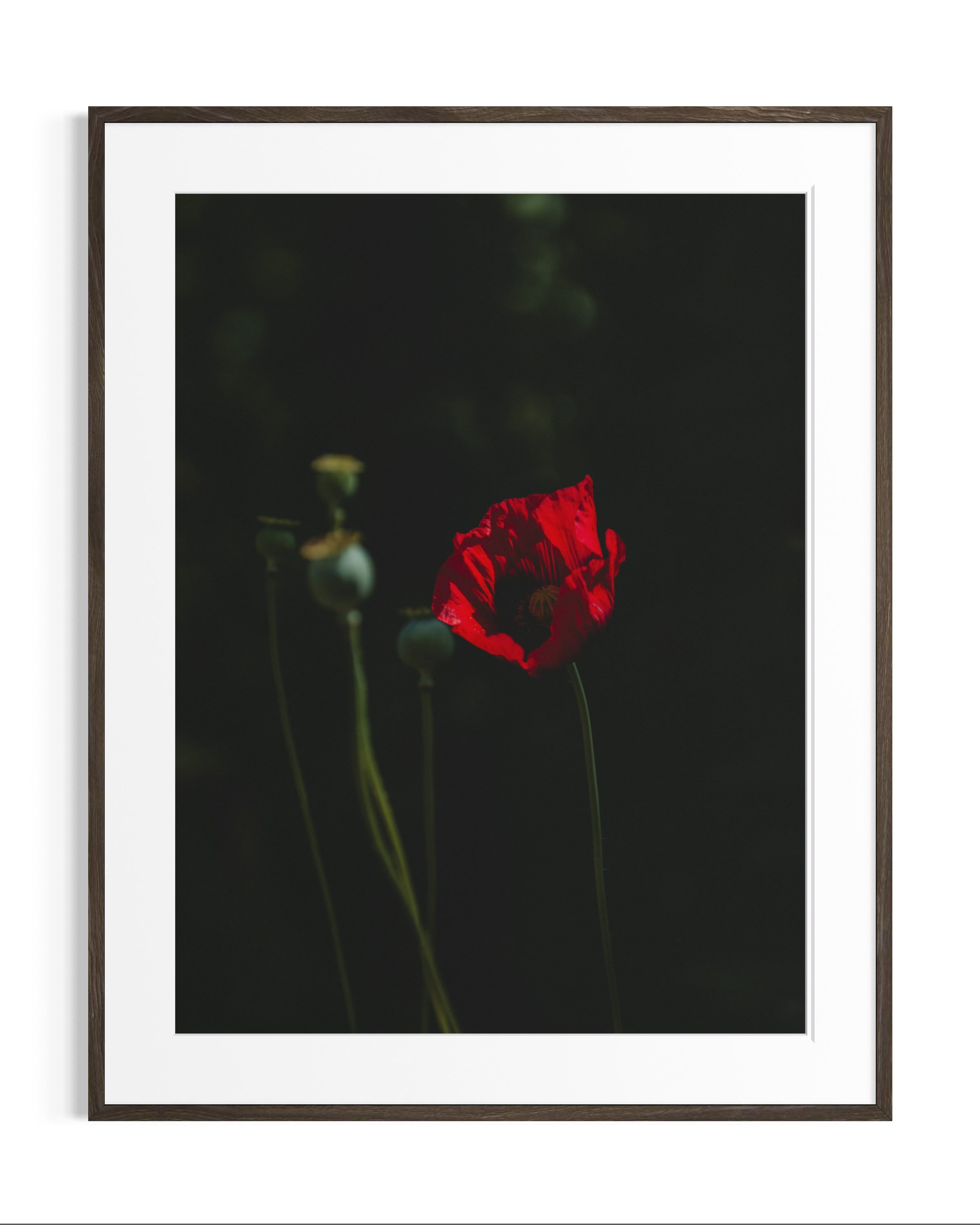 Giverny, in bloom · 5