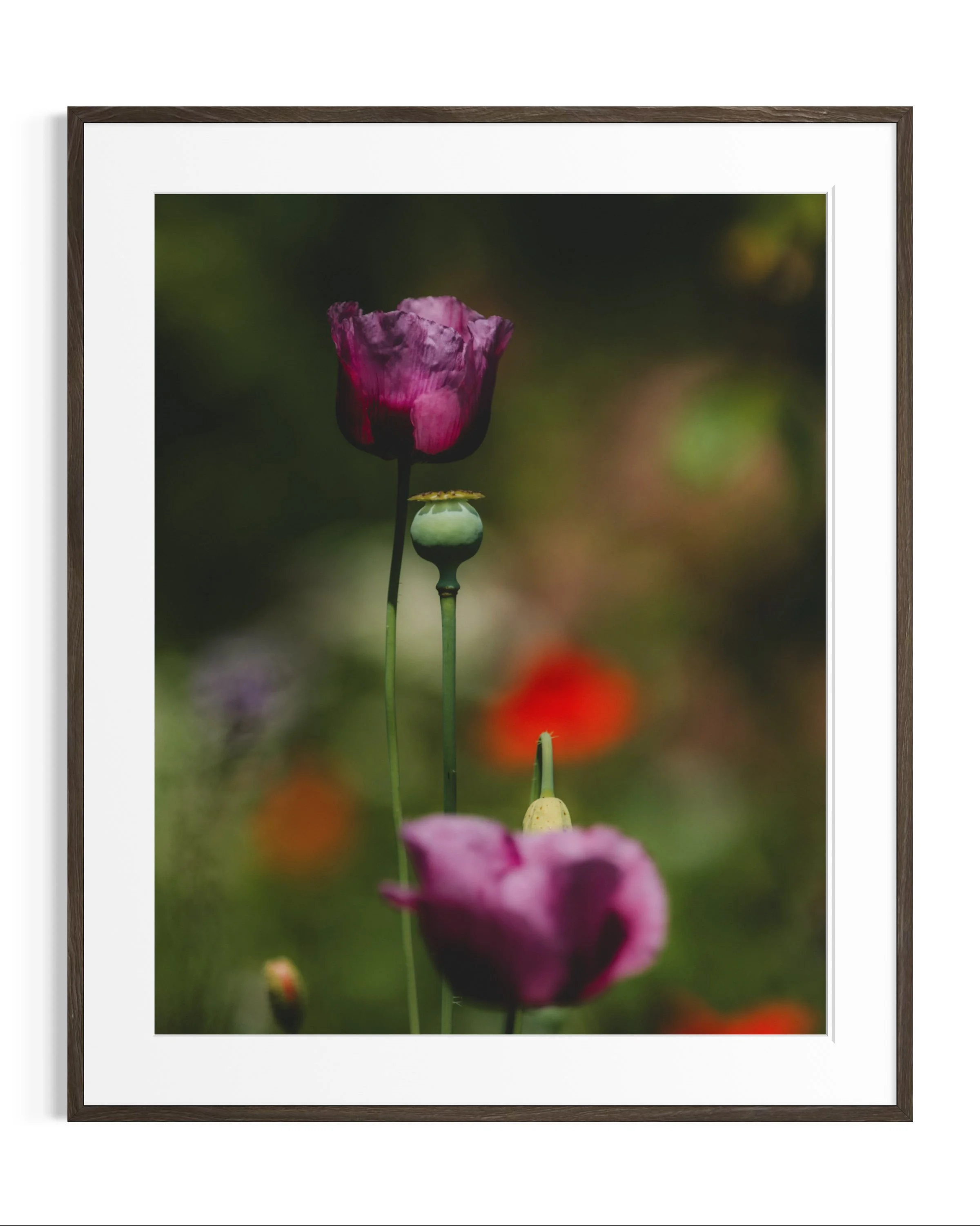 Giverny, in bloom · 14