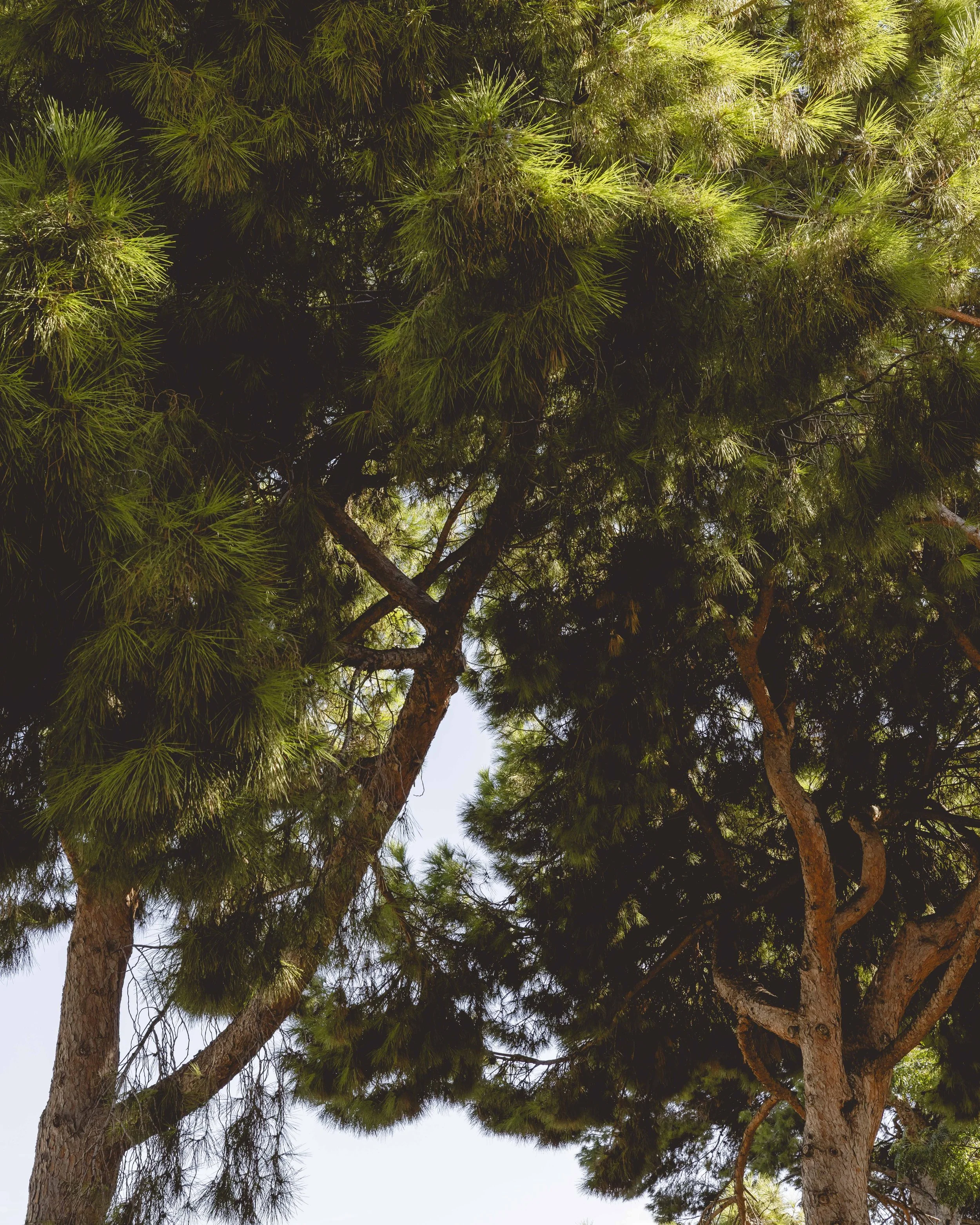 Jardin de Tokio ·38.jpg