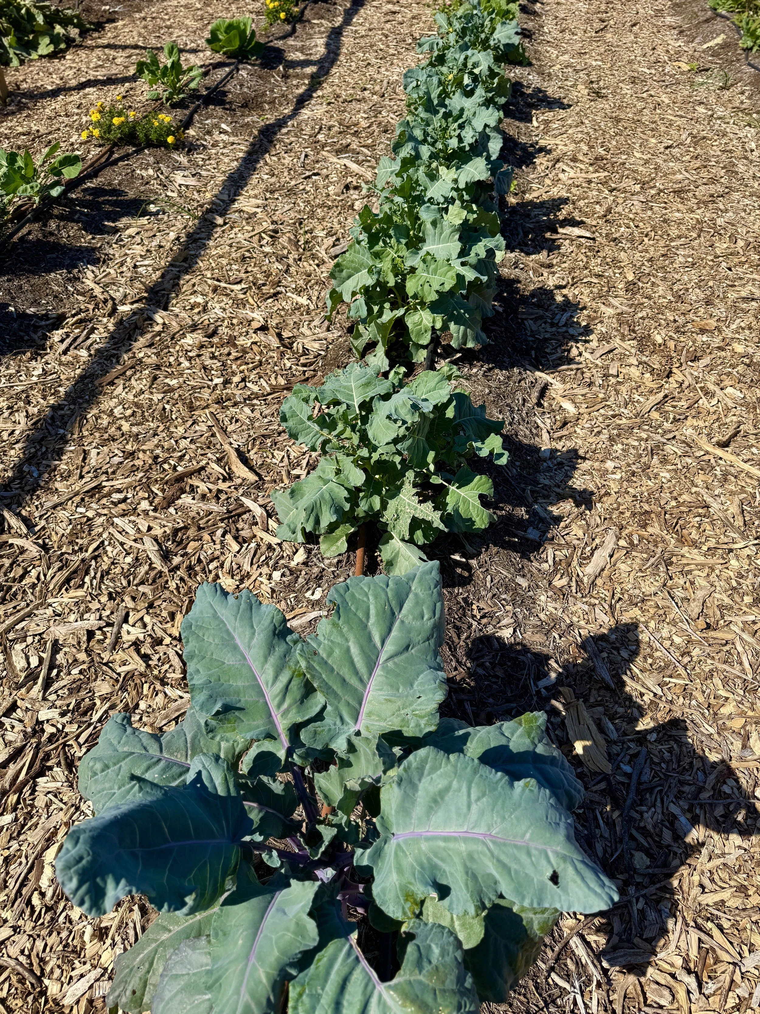 Young broccoli plants growing in a garden bed with mulch on the ground.
