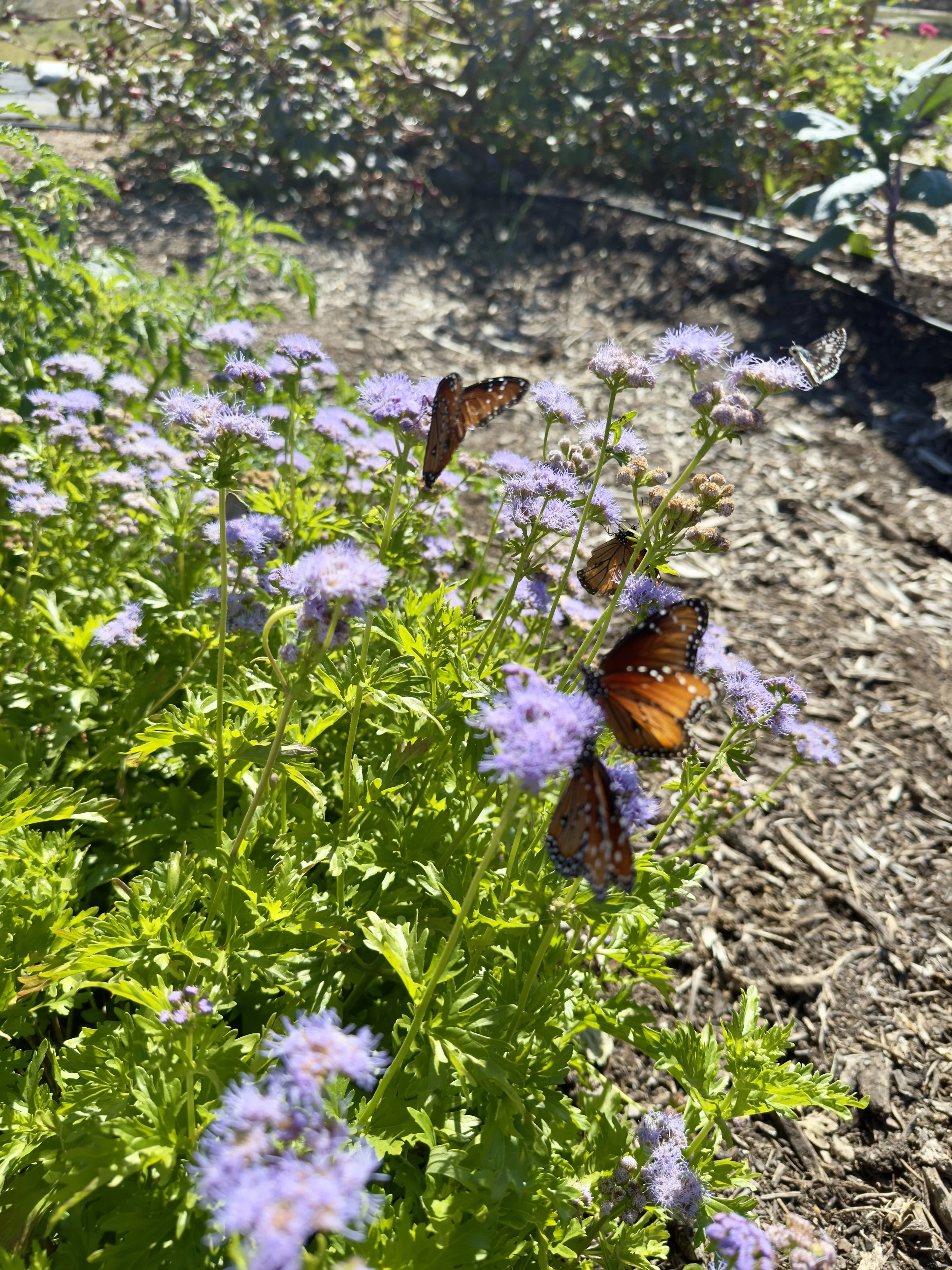 Purple flowering plants with Monarch butterflies in a garden bed with soil and mulch beneath and other plants in the background.