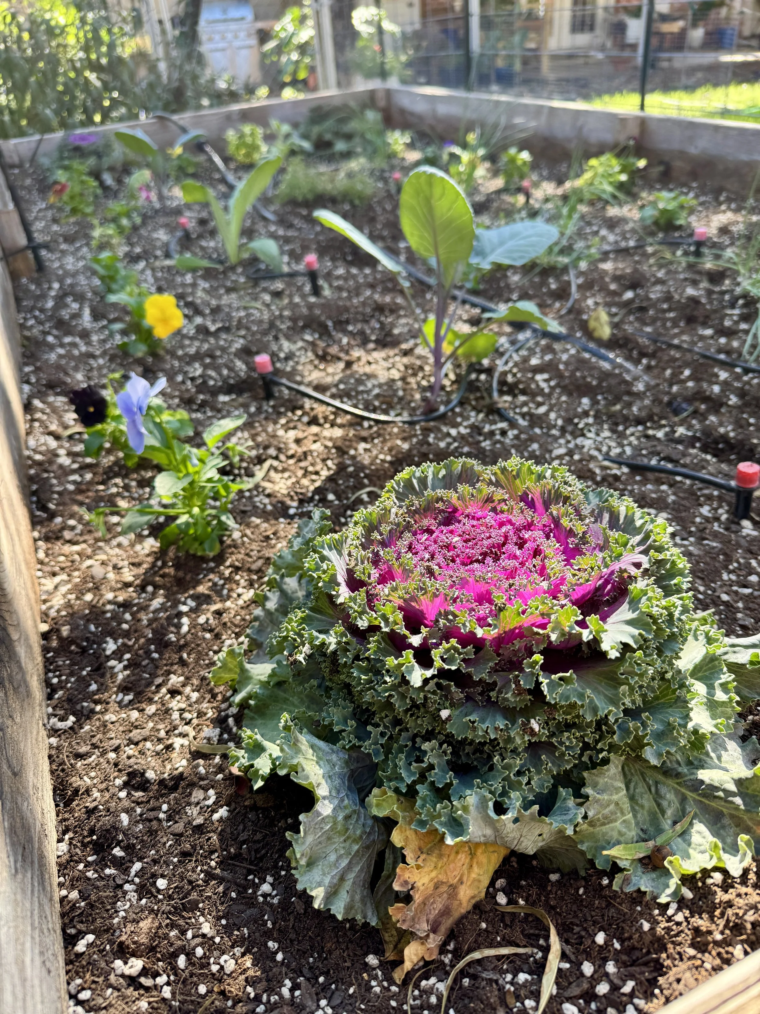 A decorative cabbage in a garden bed with various young plants, watering system, and a wooden border.