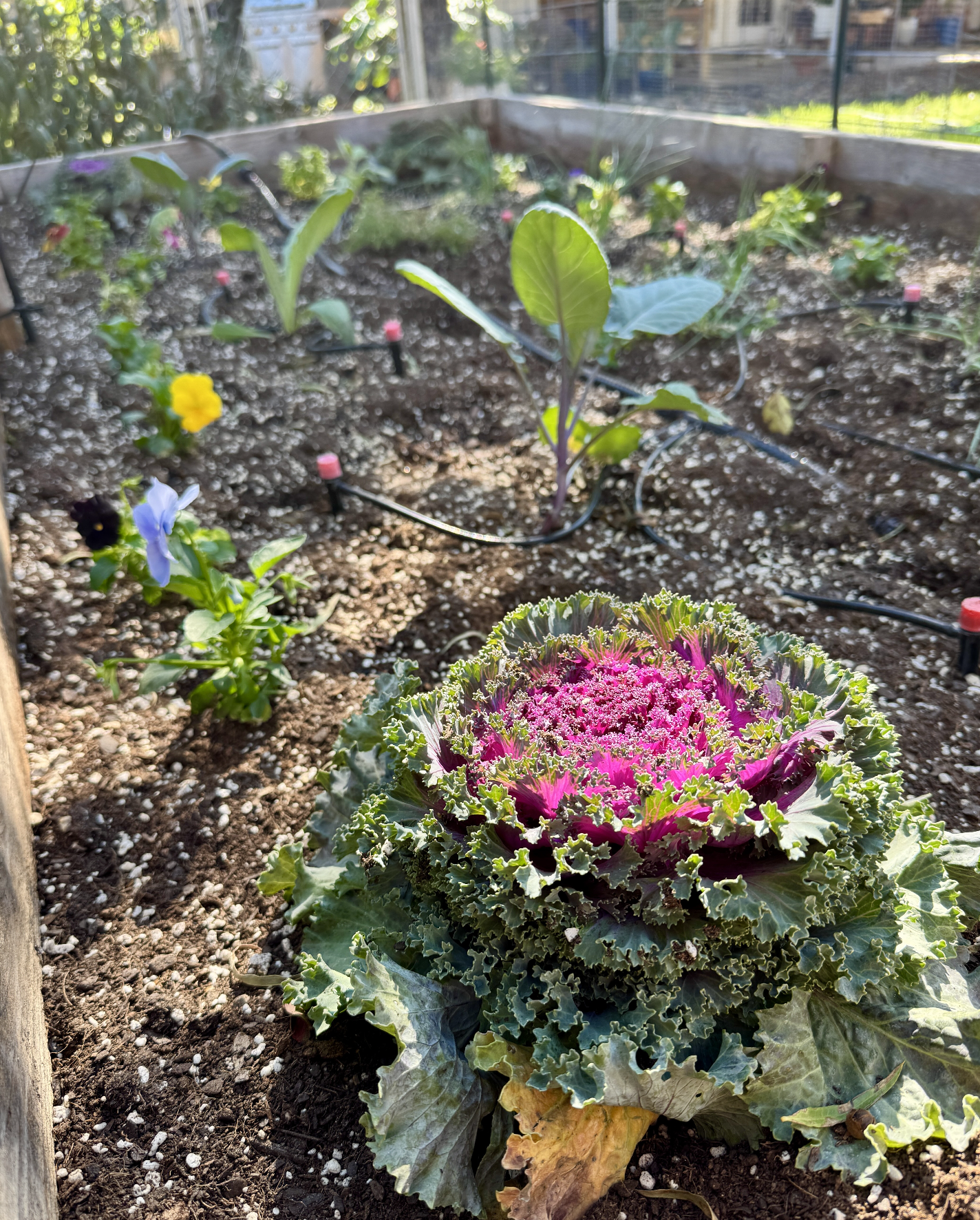 Close-up of a decorative ornamental kale plant with ruffled pink and green leaves in a garden bed. In the background, several young leafy plants and a drip irrigation system are visible, with sunlight filtering through the leaves.