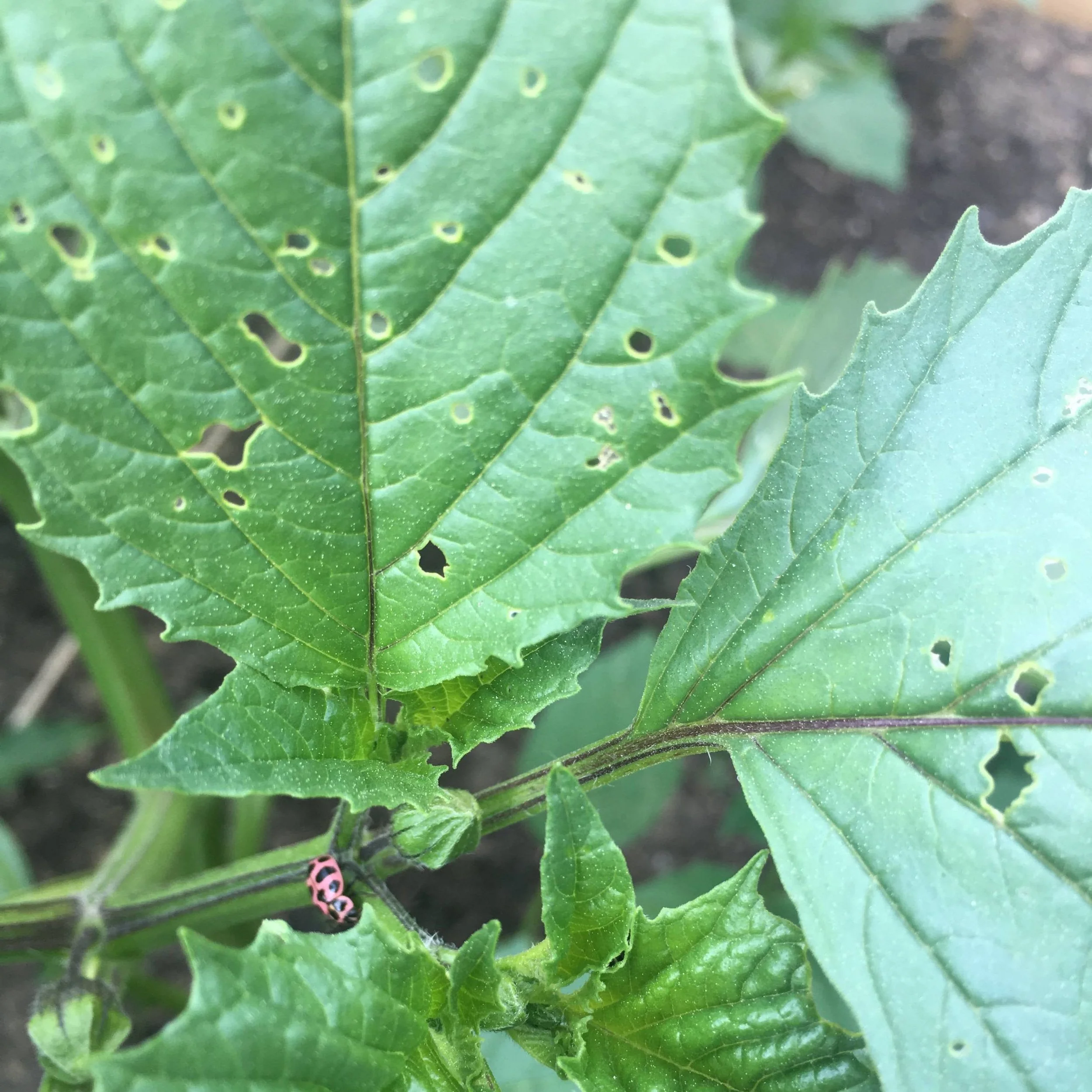 SARE Pest Walk at URI