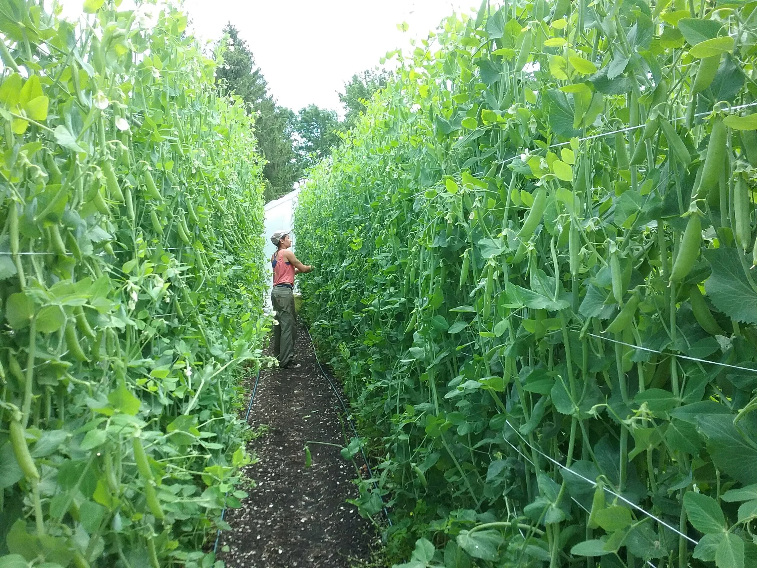 Roots Farm Tour