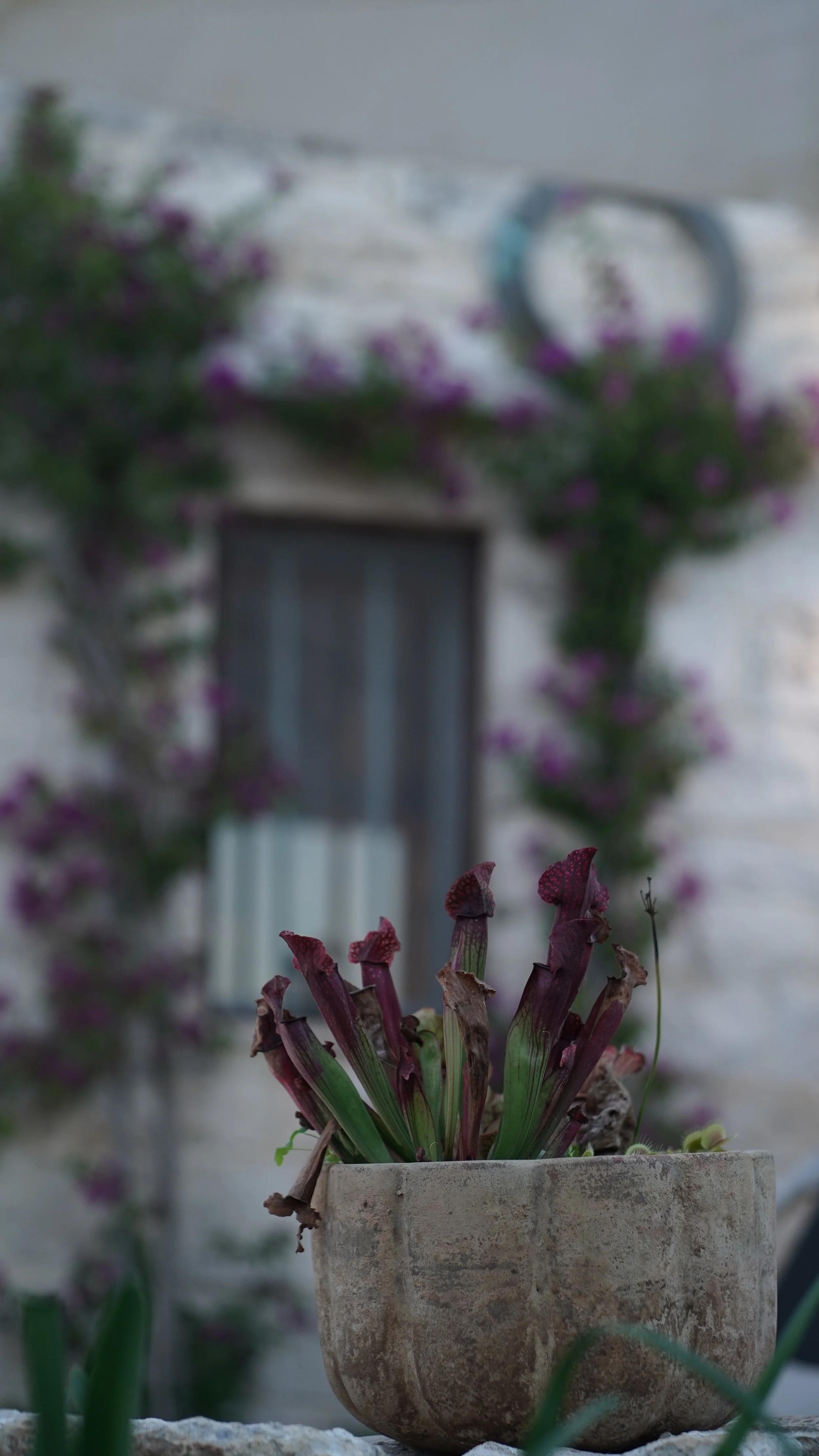 Pianta in un vaso di pietra con foglie verdi e fiori rossi, sfondo di muro bianco con una finestra e piante verdi con fiori viola