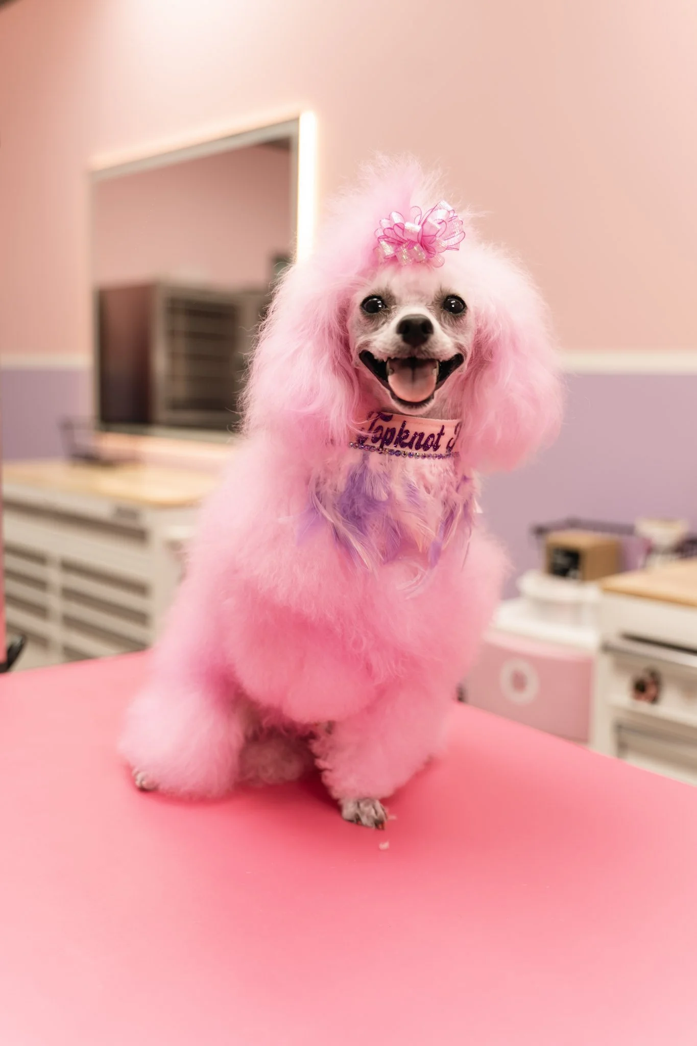 Pink poodle with creative colour grooming at Topknot Pet Salon & Spa in Los Angeles, California after a luxury pet grooming appointment
