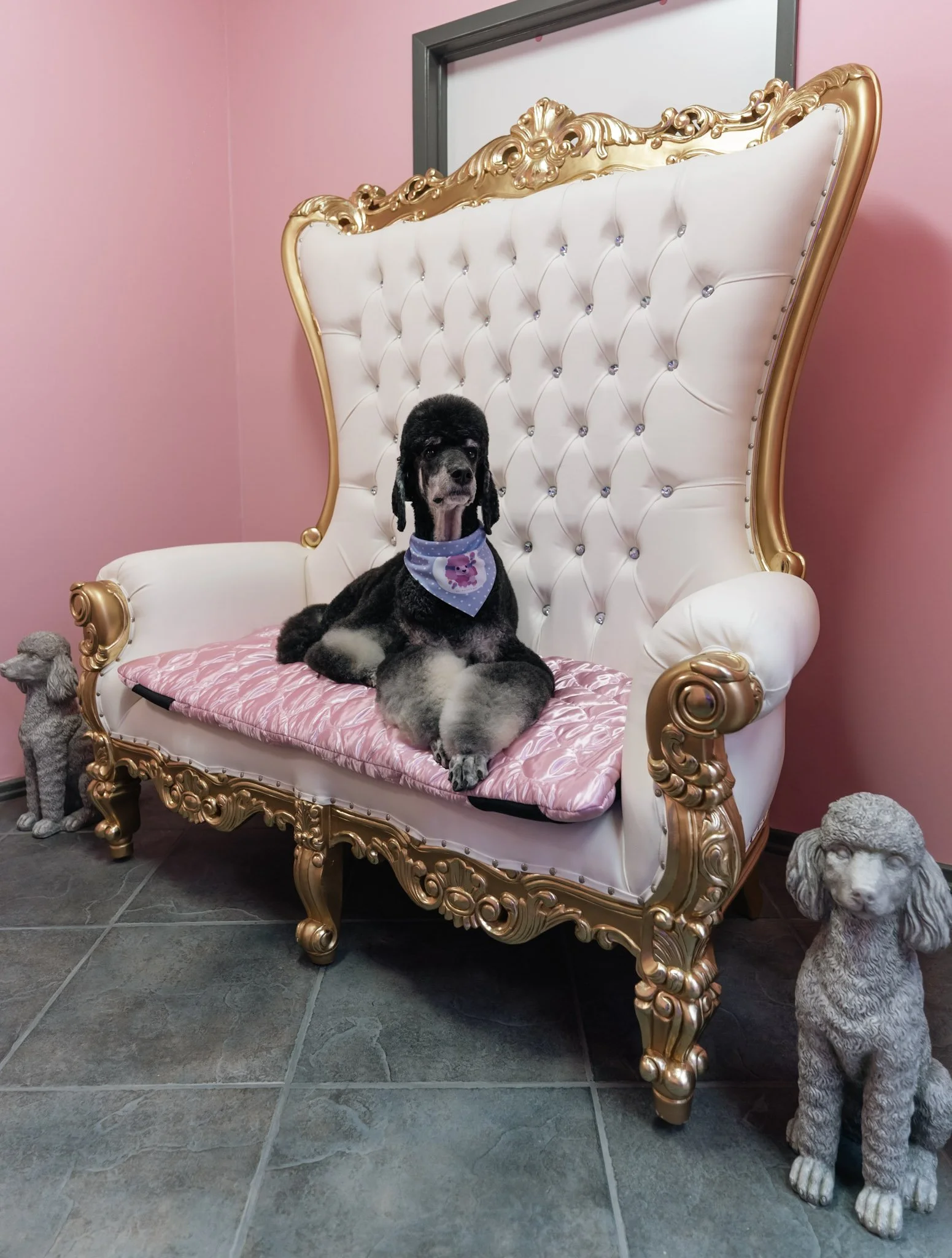A black dog with long ears, wearing a blue bandana, sitting on an ornate white and gold throne-like chair with a pink cushion at Topknot Pet Salon & Spa in Los Angeles, California