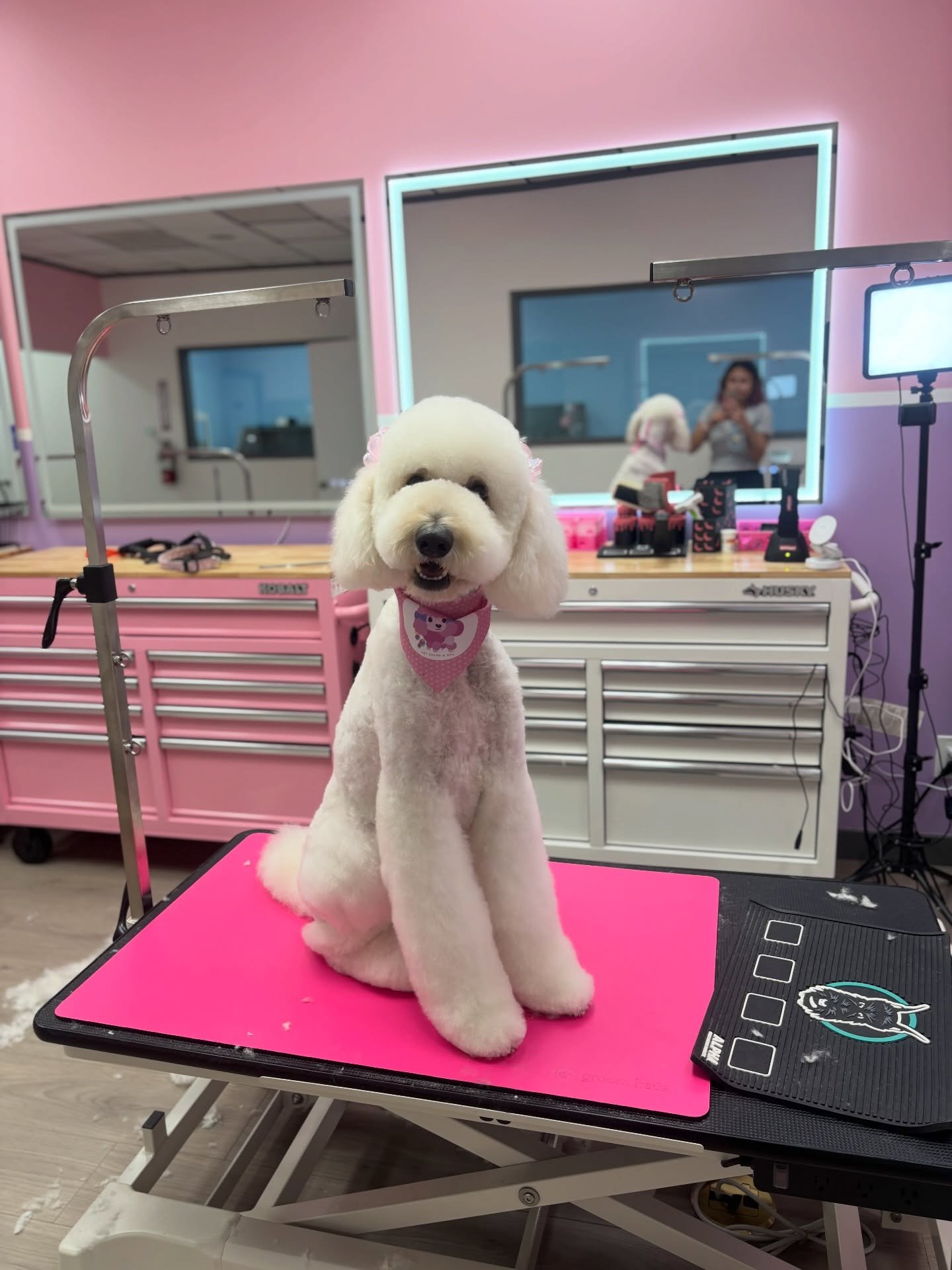 Happy to give Taylor her transformation today 🤩✨

#eaglerock #eaglerockpetgroomer #doggrooming #doggroomingla #doggroomer