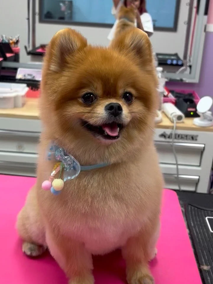 Kyoto and Miku were so lovely to spend tjme with today ✨

They both got a full service plus Kyoto got a blue tail and Miku got a pink tail! 💞

We loved spending time with them and their mom is the best! 🥰

#doggroomer #petgroomer #eaglerock #eagler