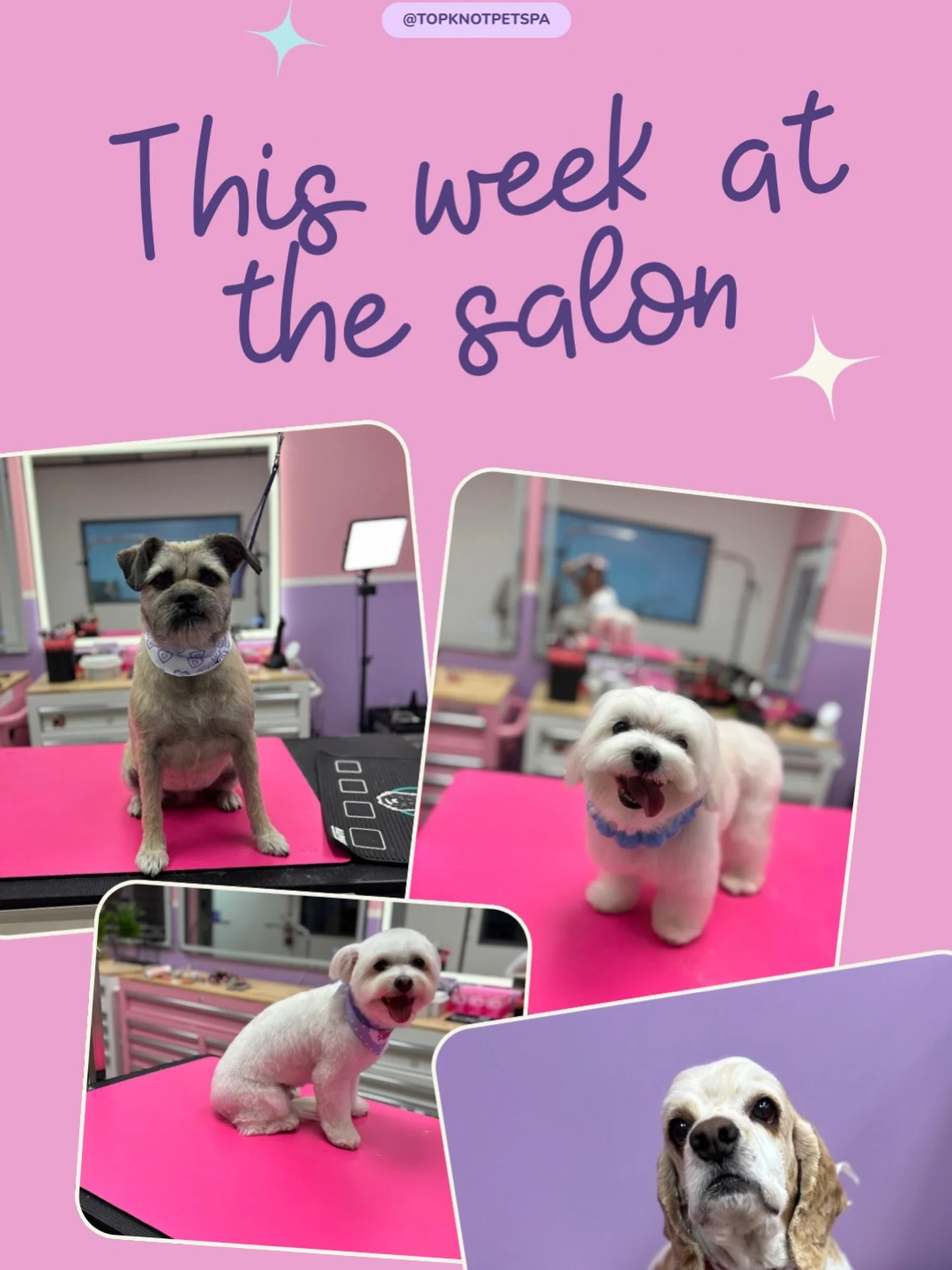 Some clients we had this week at Topknot Pet Salon &amp; Spa. Everyone clients and pets have been so wonderful to us since we opened. We are so glad to be open here in Eagle Rock. I can&rsquo;t wait to meet more people and their furry family members!