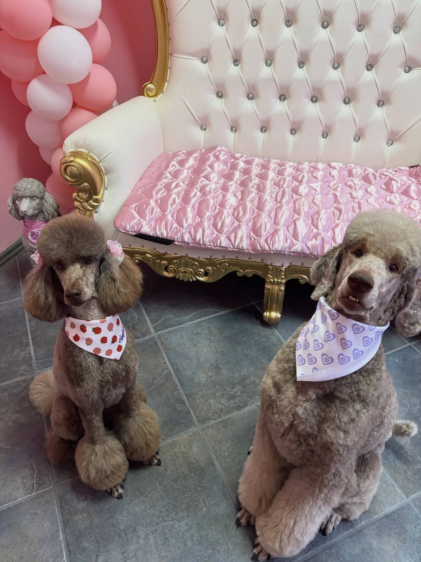 Poodles are our specialty ✨🐩

From perfectly sculpted topknots to fluffy teddy bear trims, poodles are one of our favorite breeds to groom. Their coats require skill, patience, and attention to detail and that&rsquo;s exactly what we provide with ev