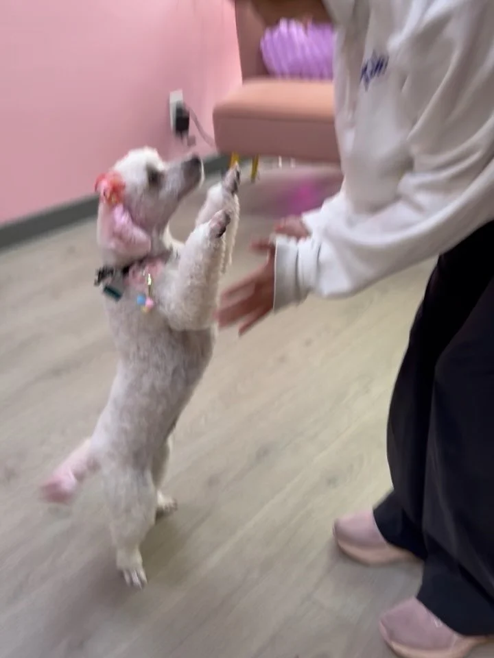 Pepita joined the Pink Club 💅🏽💗💞💕💖💓 

#eaglerockla #dogsofinstagram #topknotpetspa #poodle #luxurydoggrooming