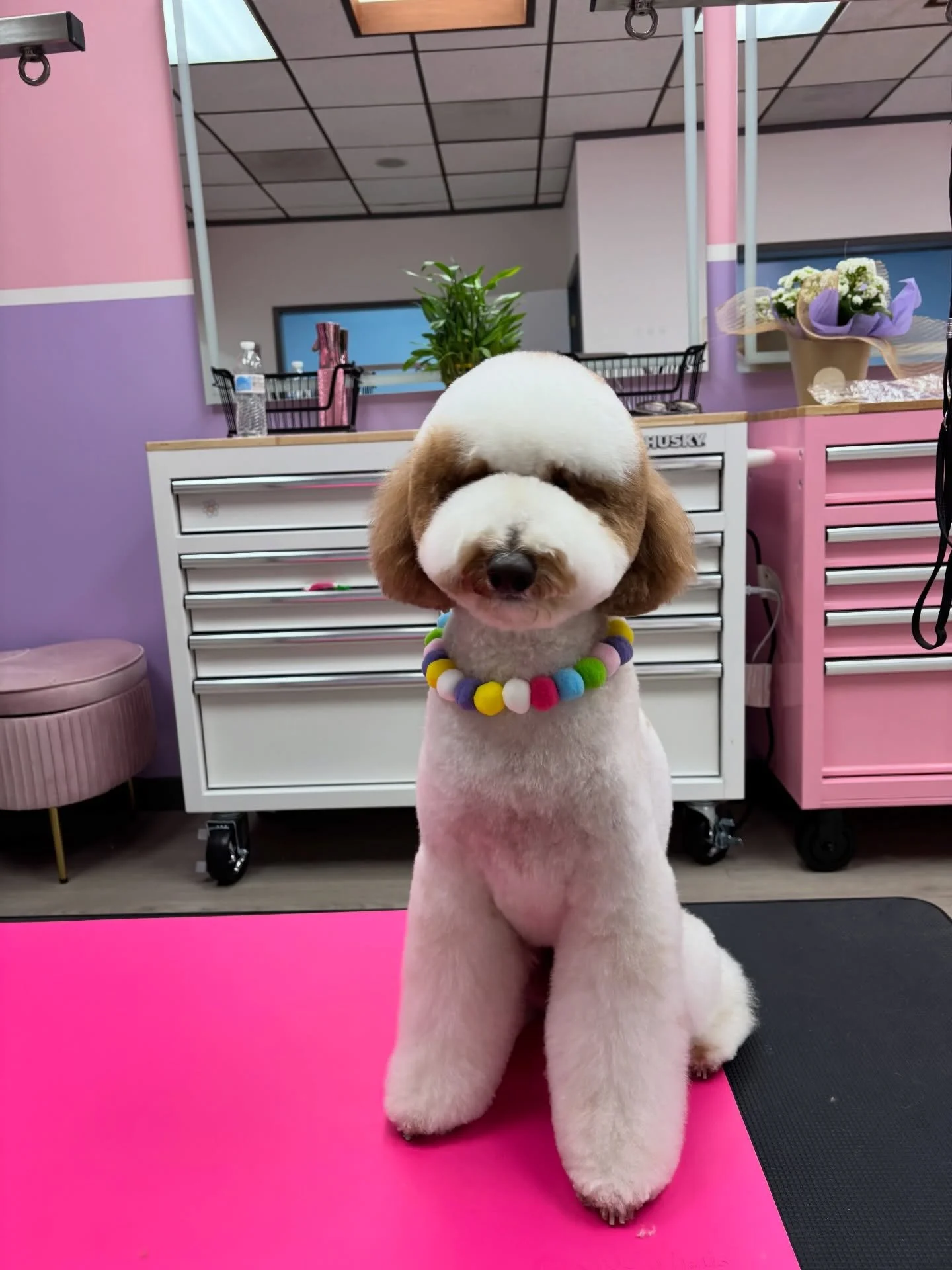 Mooney has the most adorable teddy bear cut 🧸💗

All our services are personalized to your dog, never rushed, and we always prioritize their comfort and happiness! 😍

Ready for your dog&rsquo;s teddy bear transformation? 🐾

Link in bio to book you