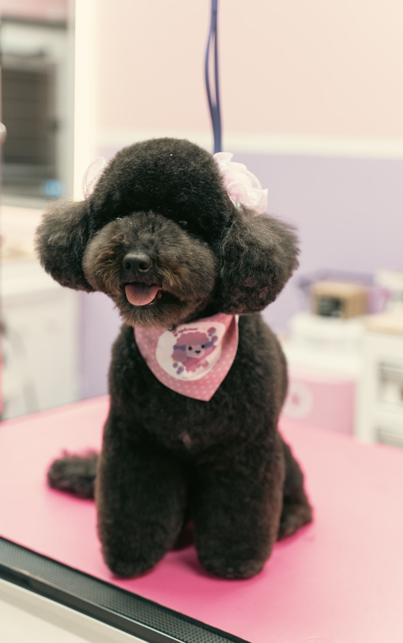 A small black poodle with curly fur, sitting on a pink surface, wearing a pink bandana with a bear illustration, in a room with a pink and purple background.