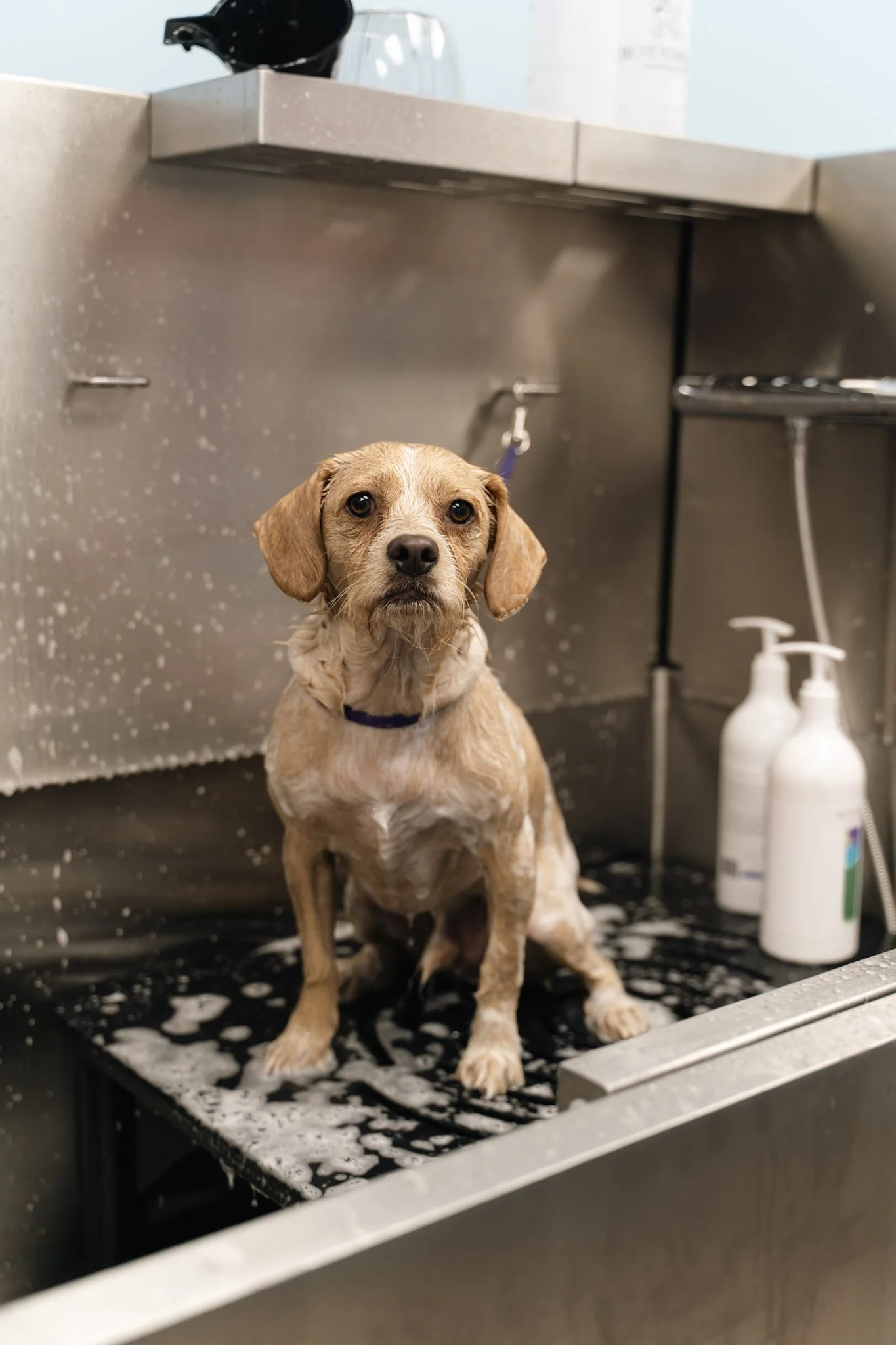 Dog in a grooming sink covered with soap suds, looking at the camera, with grooming tools and bottles in the background.