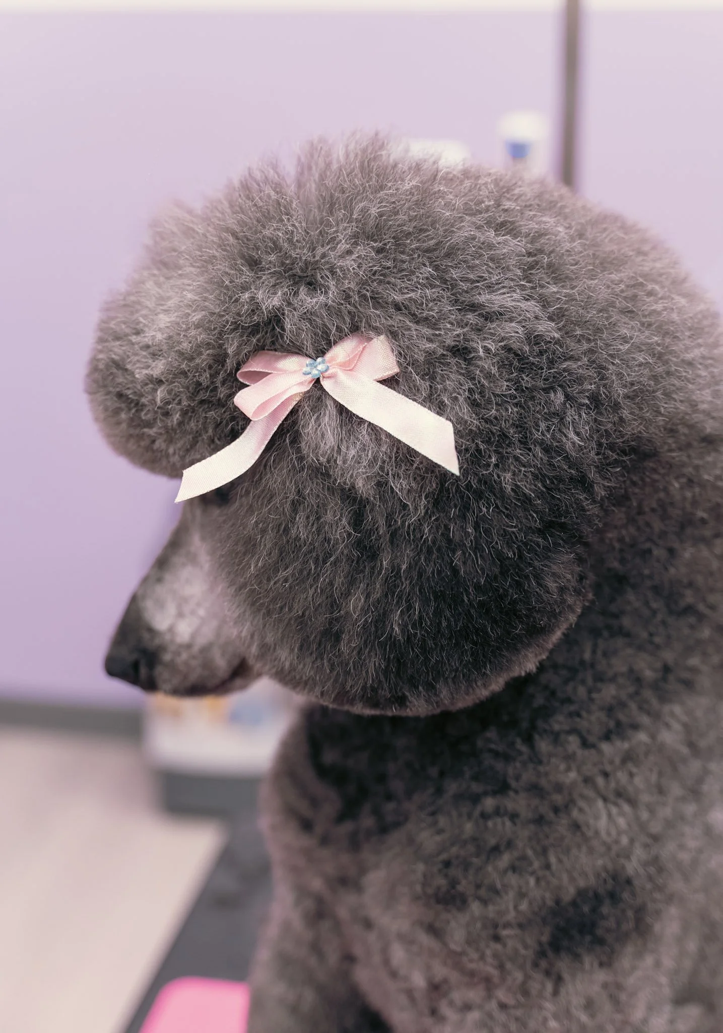 Close-up of a gray poodle with a pink bow on its head after a groom at Topknot Pet Salon & Spa, 