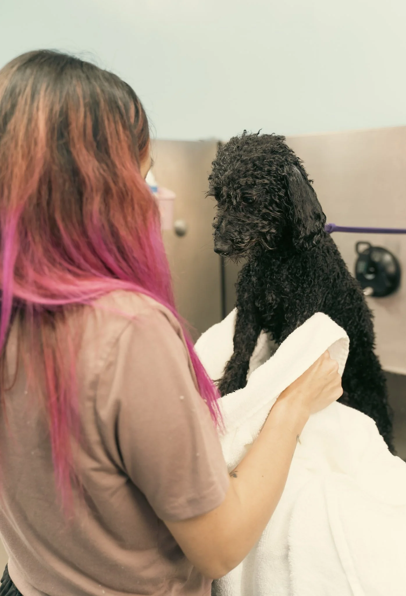 Alisa, founder of Topknot Pet Salon & Spa, grooming a poodle during a luxury pet grooming appointment in Los Angeles, California