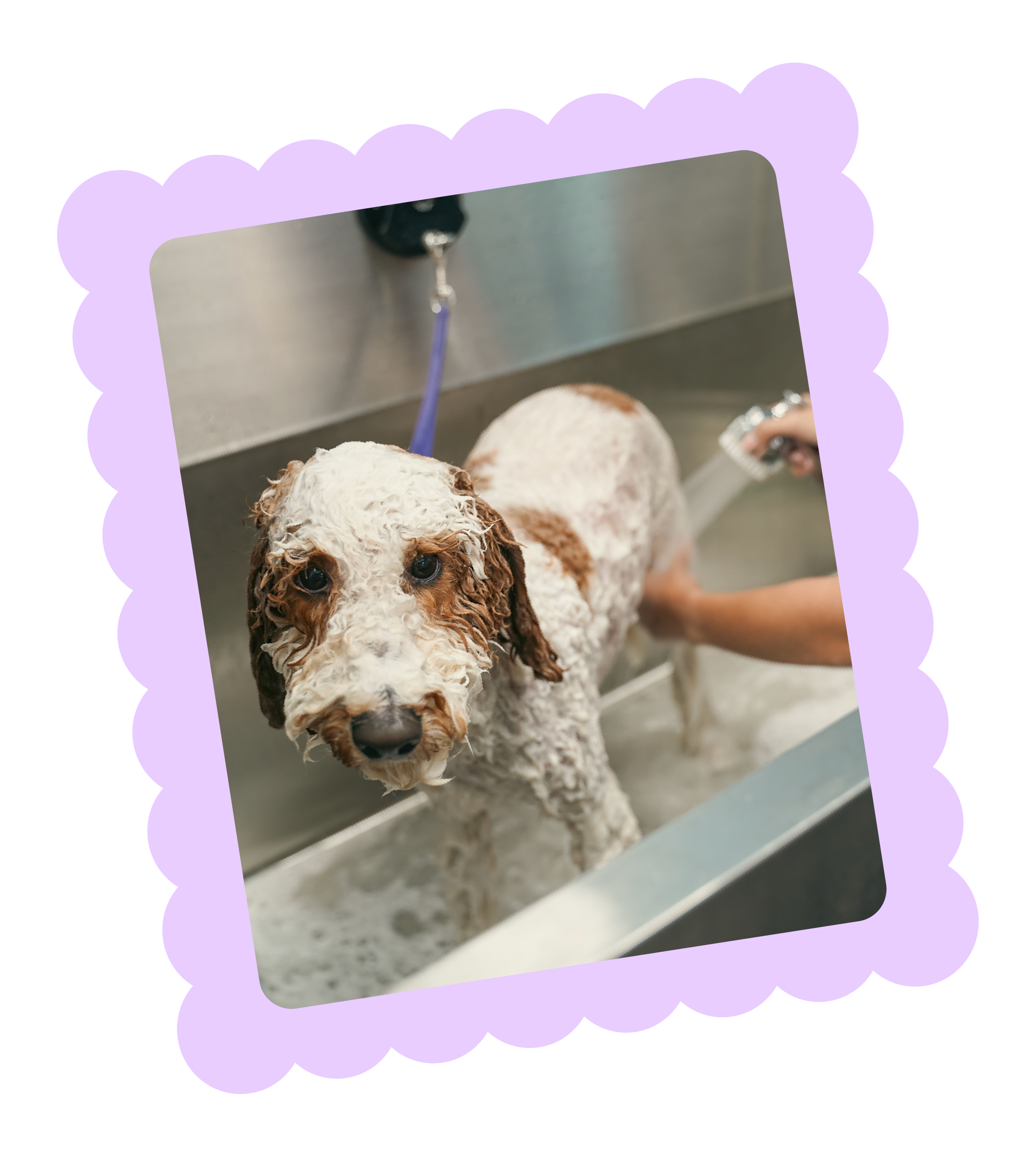 Dog receiving a gentle bathing service, with a person holding a spray nozzle nearby  at Topknot Pet Salon & Spa in Los Angeles, California