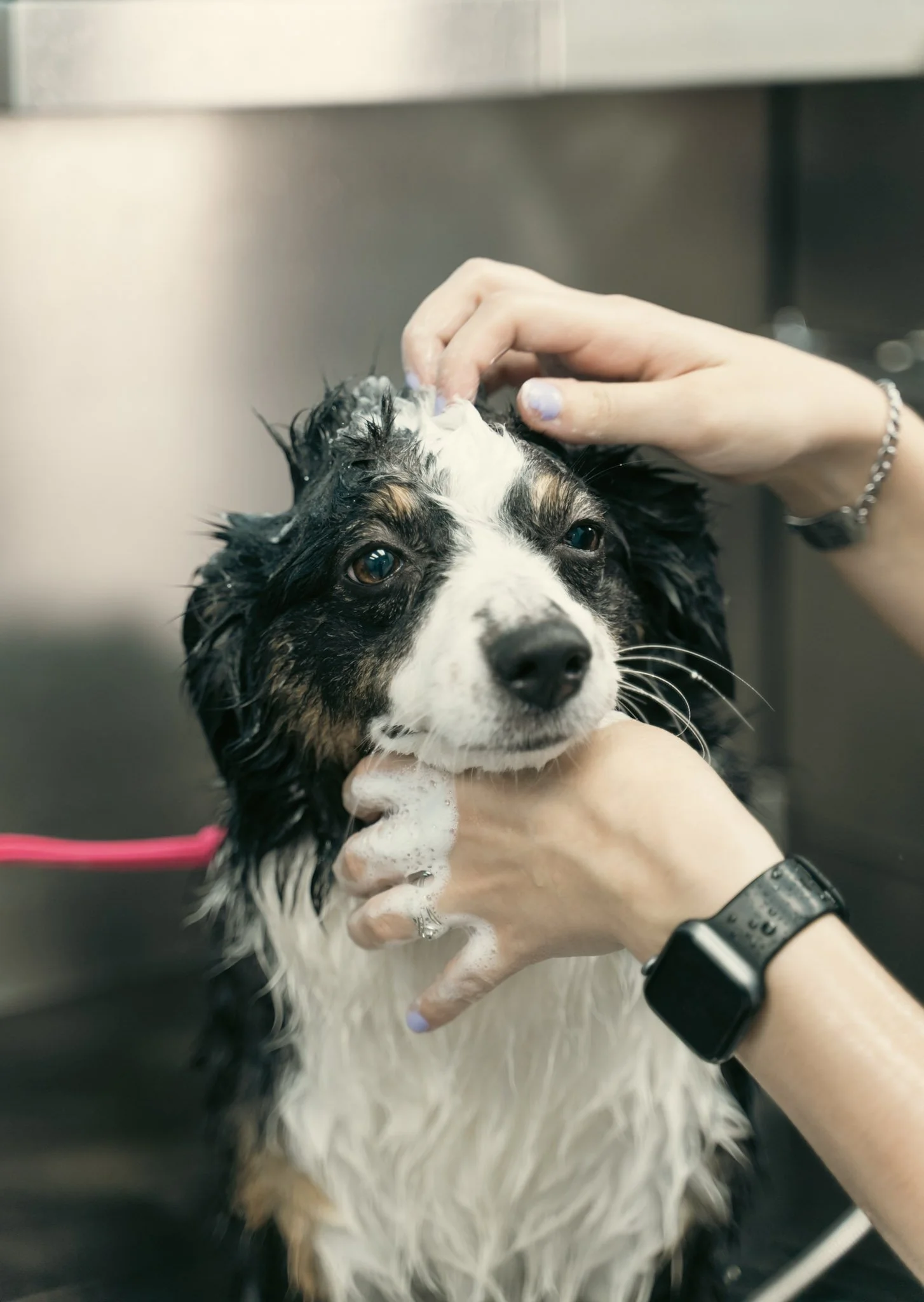 Alisa gently bathing a dog at Topknot Pet Salon & Spa in Los Angeles, California