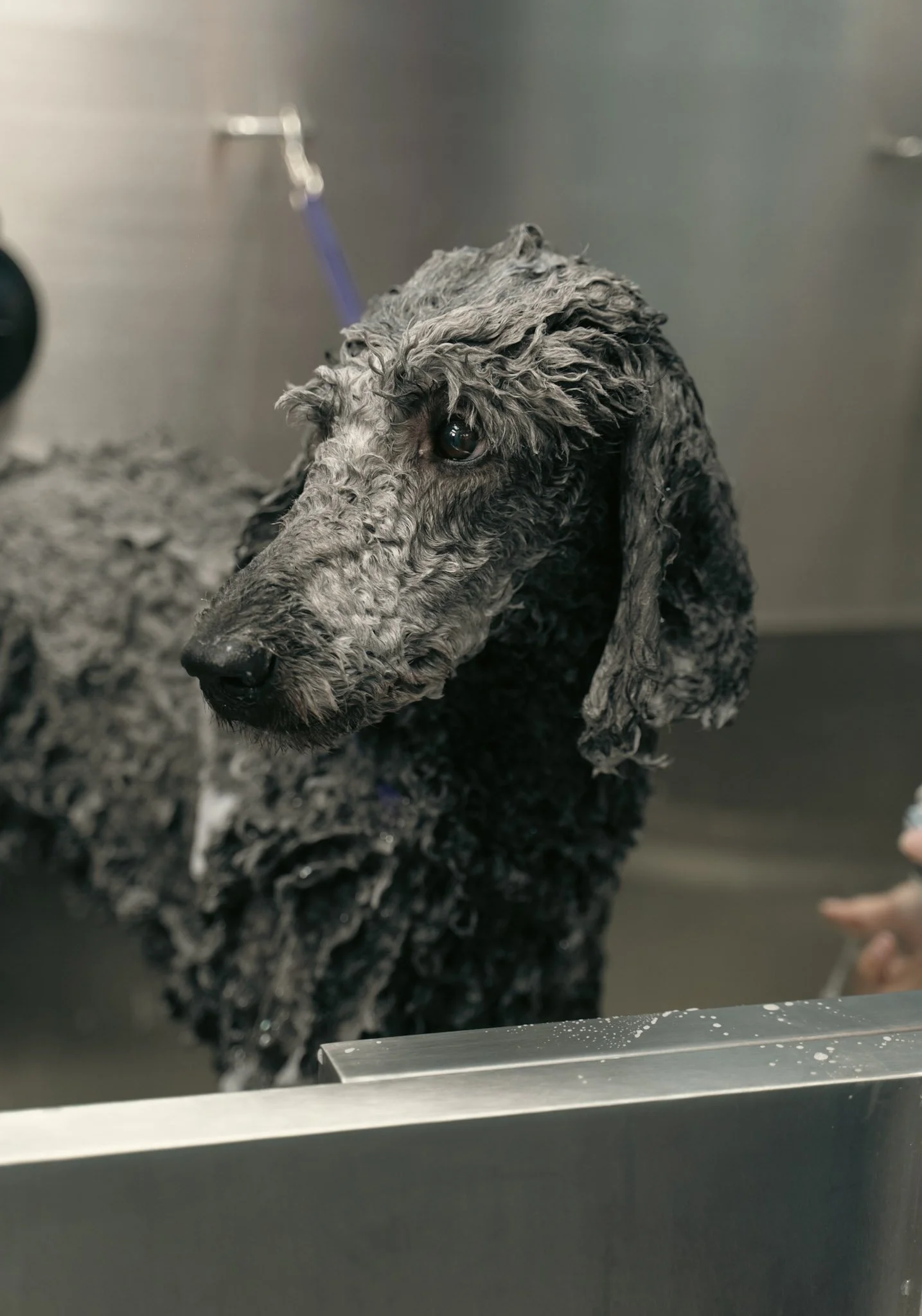 A dog with curly, wet fur is being bathed and receiving the Fluffy Spa treatment at Topknot Pet Salon & Spa in Los Angeles, California