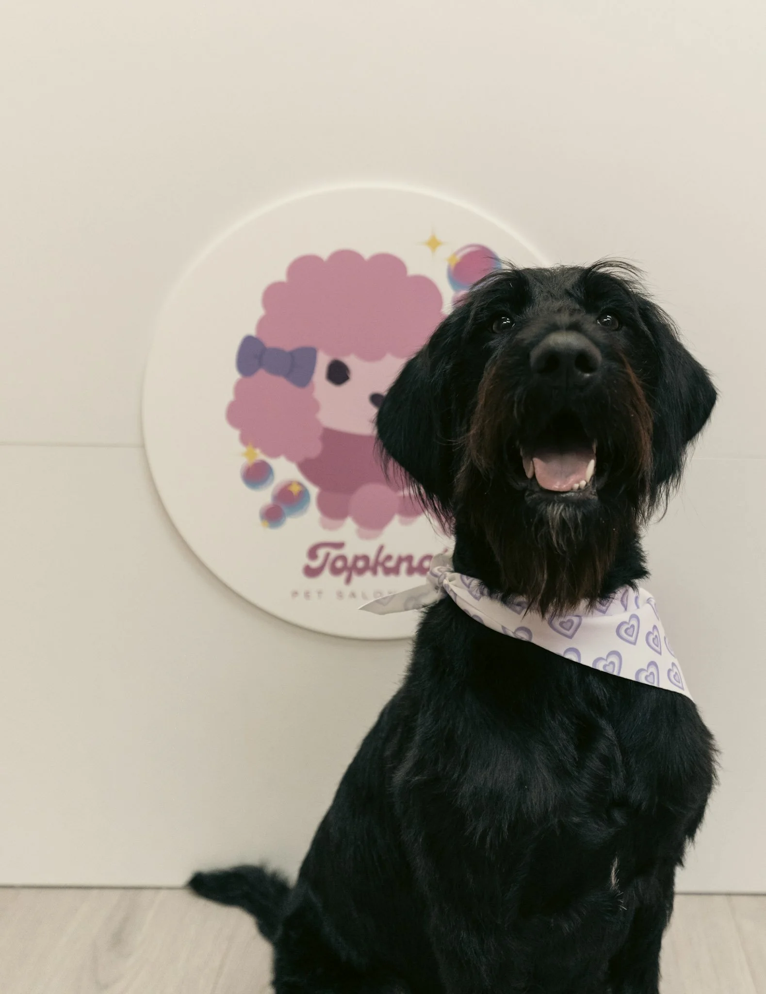 Black dog with a white bandana around its neck, sitting in front of a Topknot Pet Salon & Spa sign