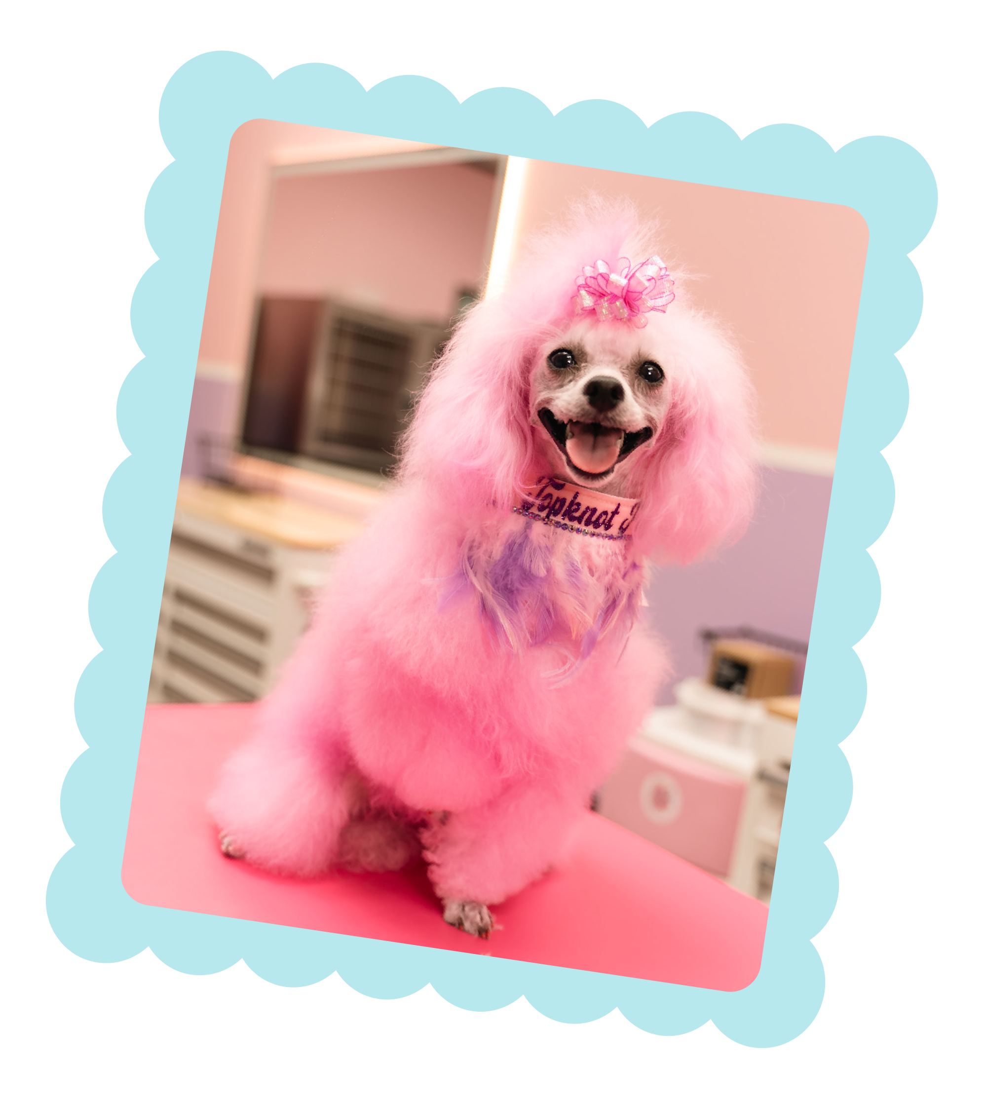 Pink poodle with creative grooming colour sitting in Topknot Pet Salon & Spa in Los Angeles, California after a luxury grooming appointment