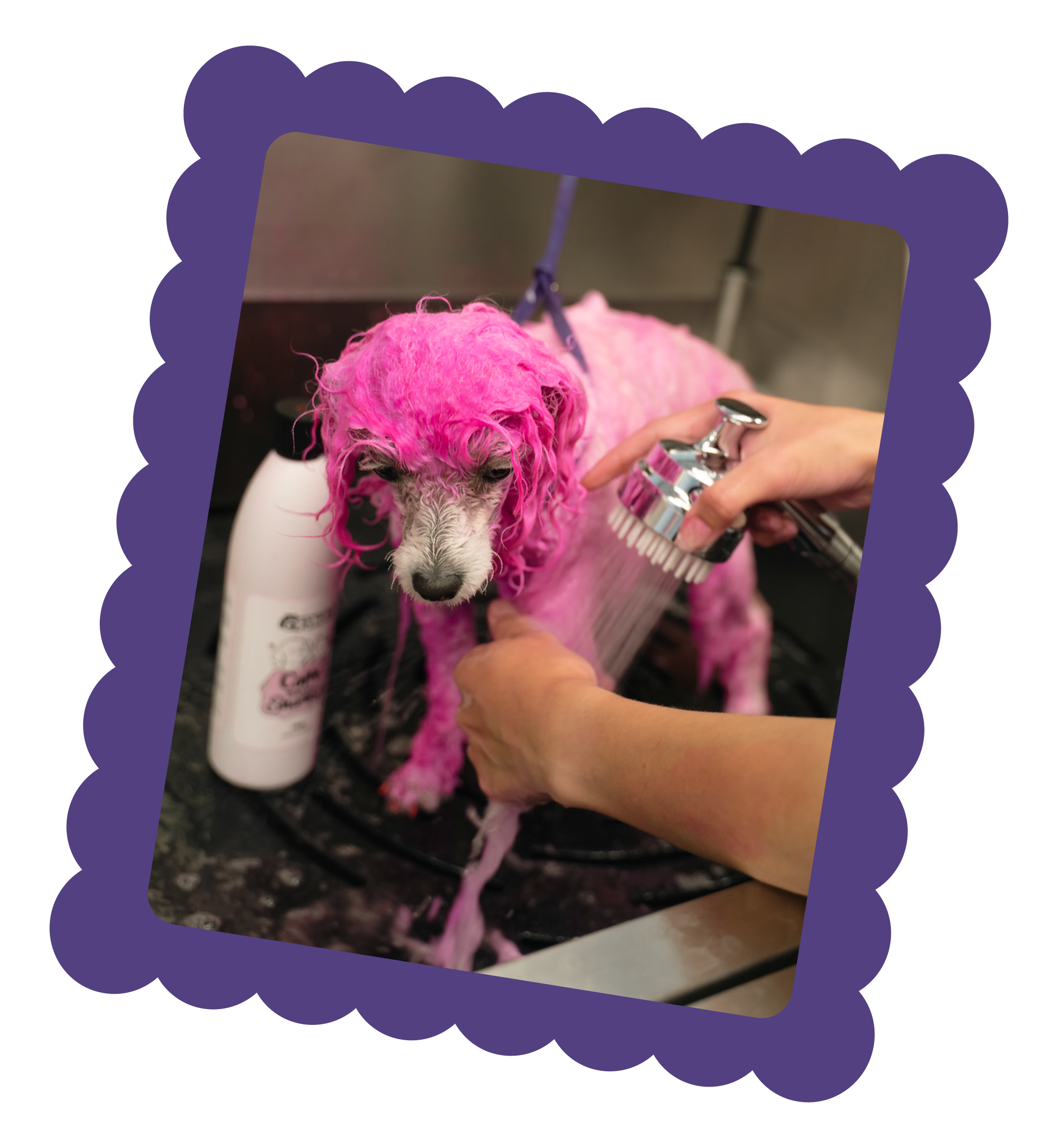 Pet dog being bathed, with pink hair dye on its fur, in Topknot Pet Salon & Spa in Los Angeles, California