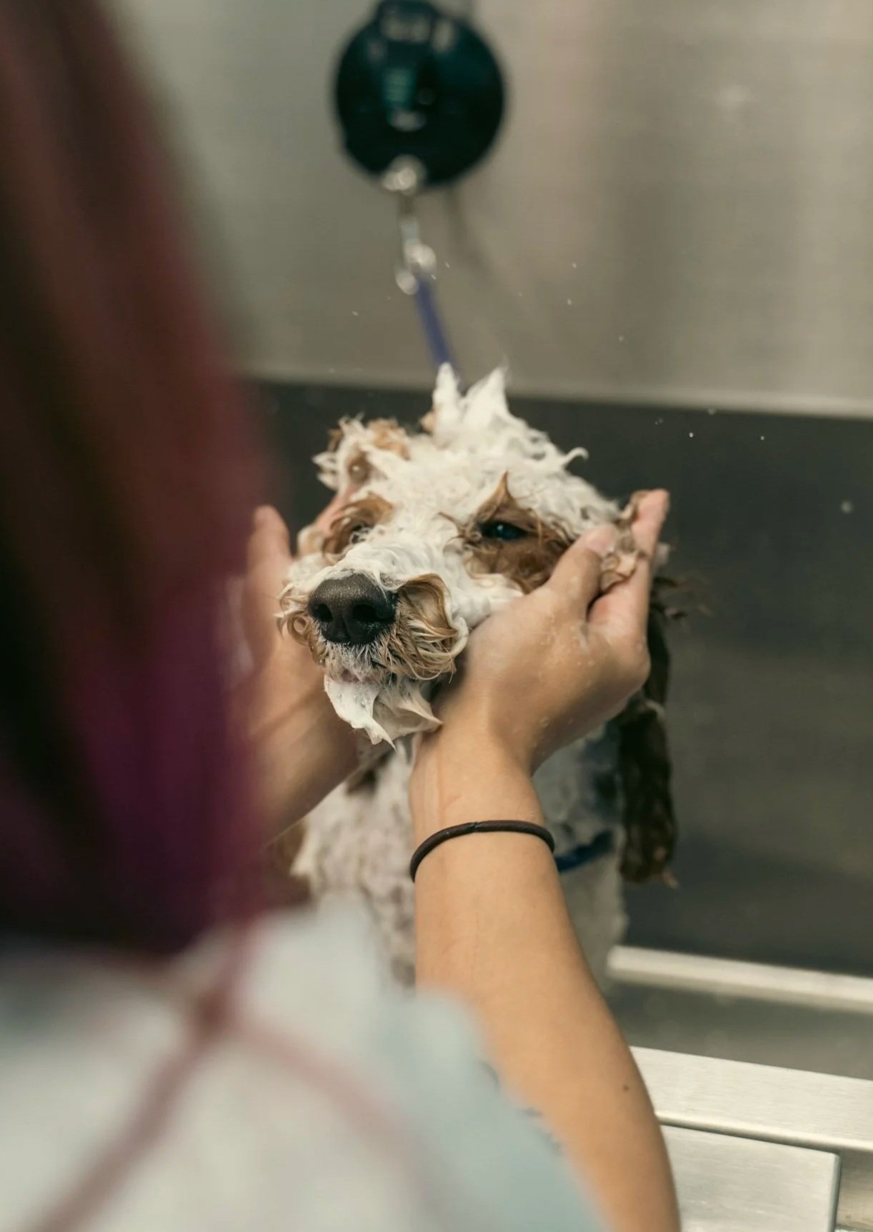 Alisa the founder of Topknot Pet Salon & Spa bathing a dog with soap lather on its face at a pet grooming station.