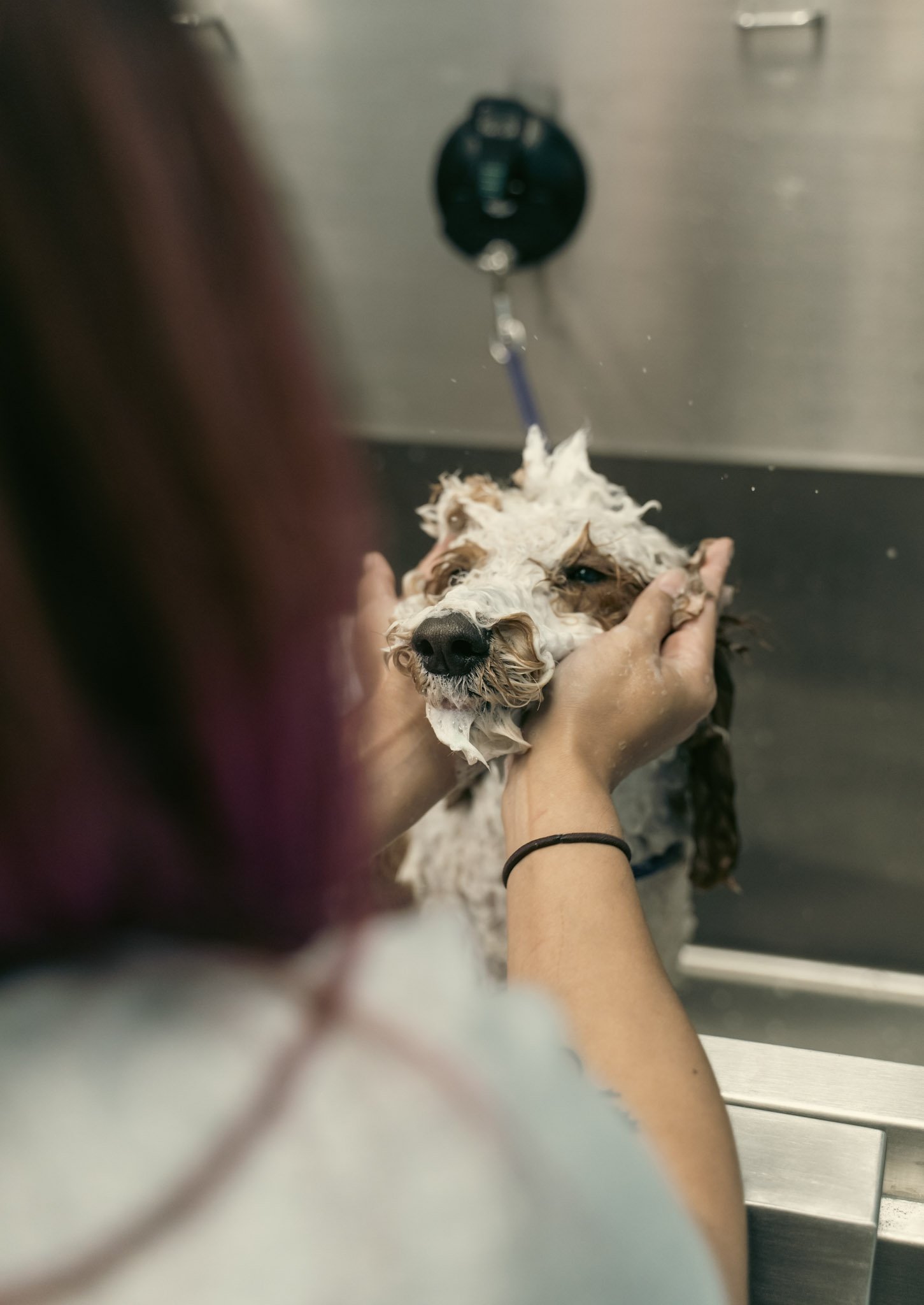A dog being bathed in a sink, with a person holding its head and water running from a faucet above.